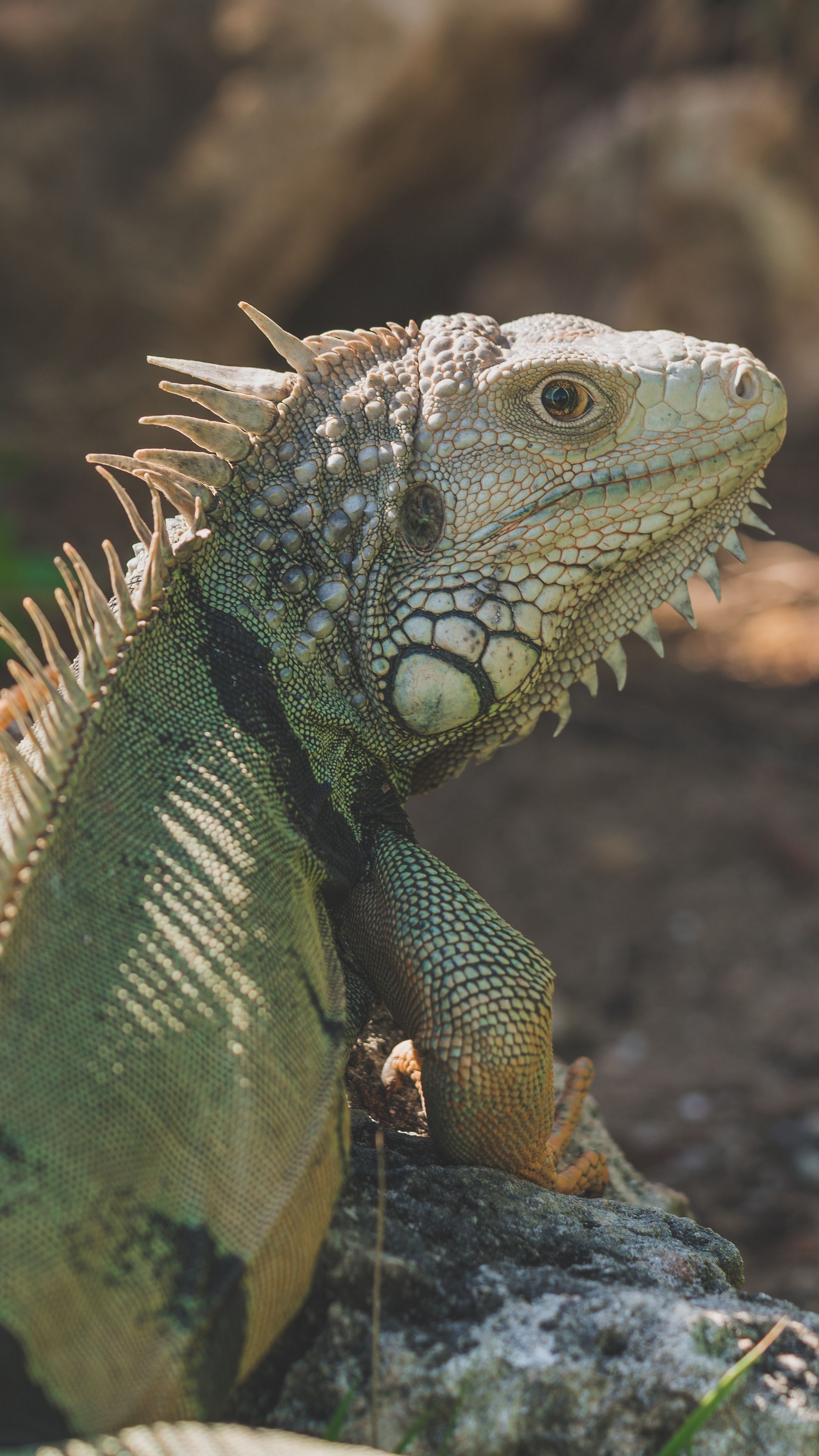 Animales #iguana #reptil #pangolin #fondos de pantalla hd 4k fondo para