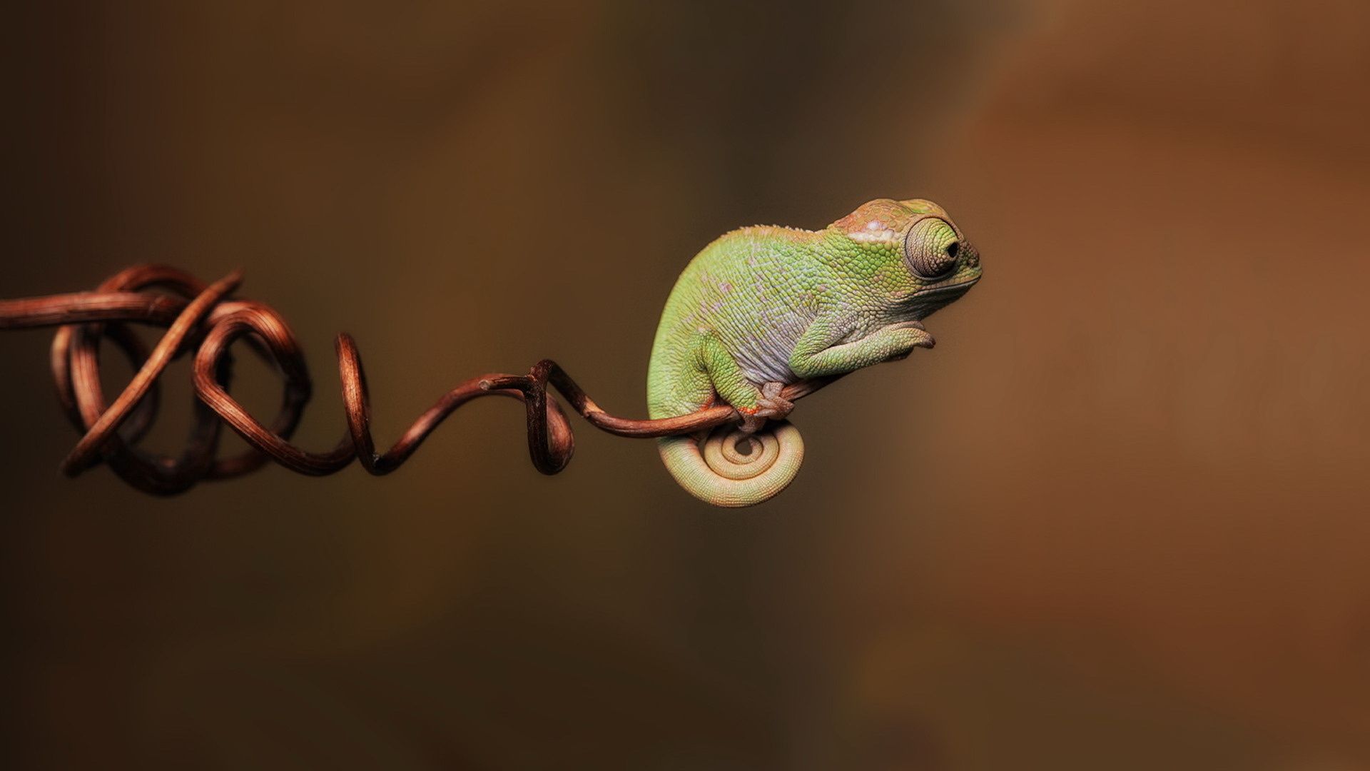 Galería de fondos gecko