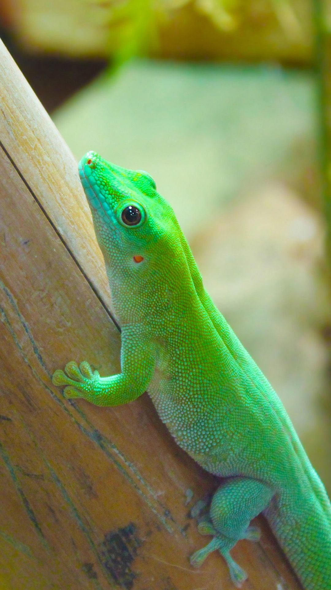 Beautiful Chameleon Reptiles Android fondo de pantalla - Android HD fondos de pantalla