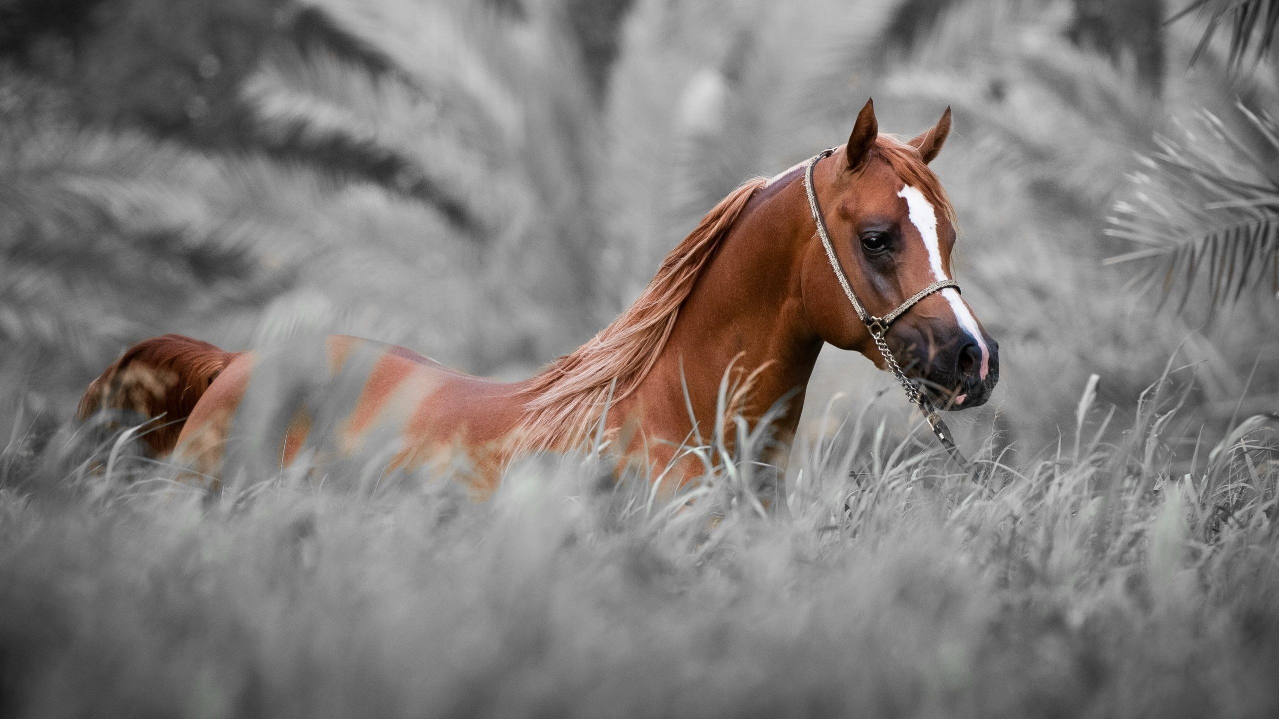 Horse Wallpaper para Windows #nVm | Animales en 2019 | Fotos de caballos