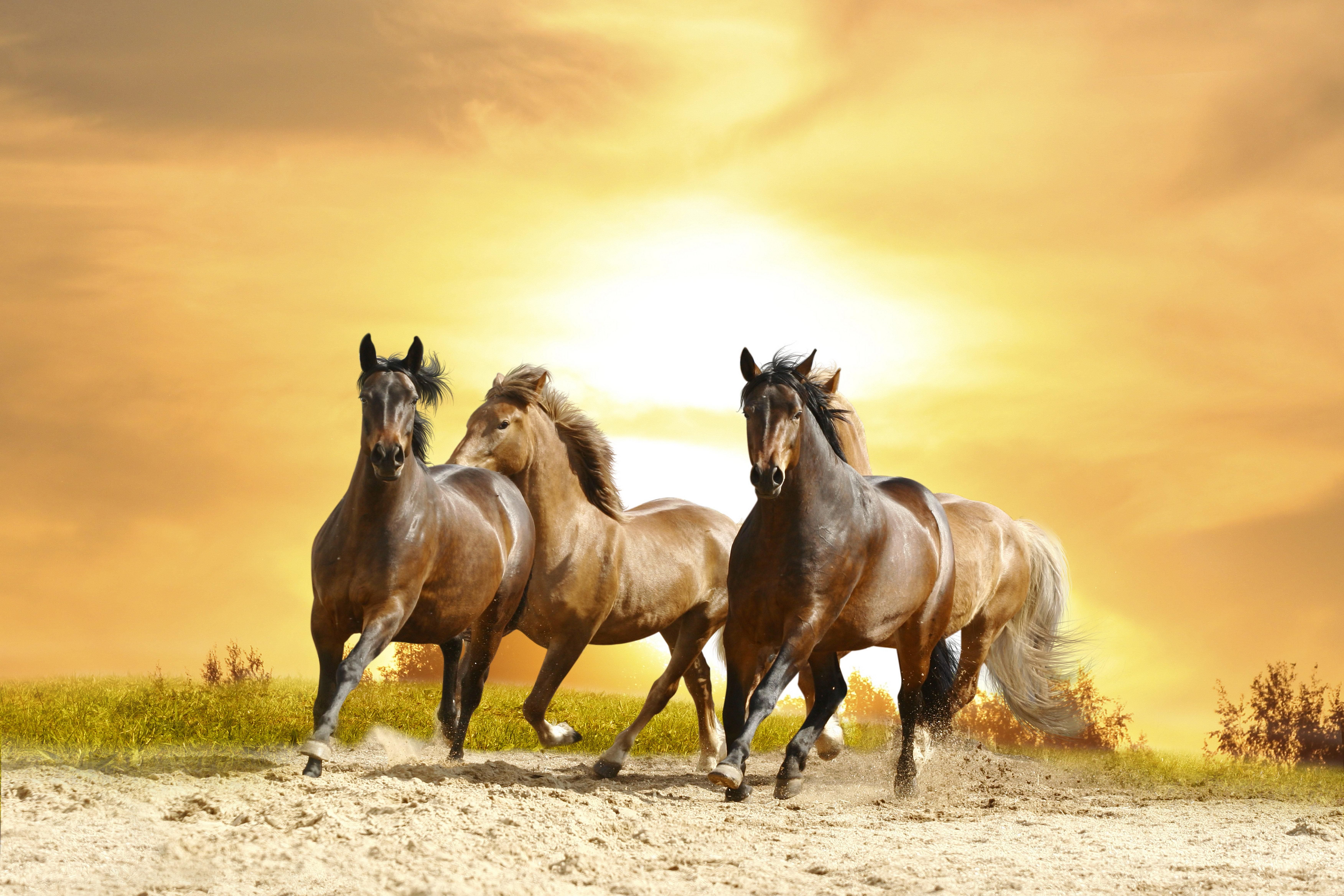 Fondos de Girly Horse - Los mejores fondos de Girly Horse gratis