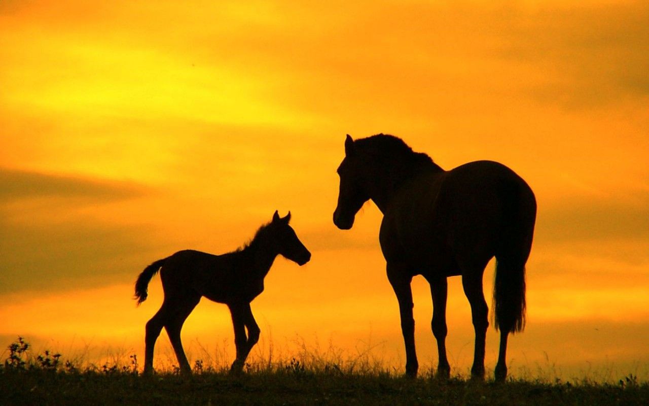 Caballo Silueta, puesta de sol, caballos fondos de pantalla | Silueta de caballo