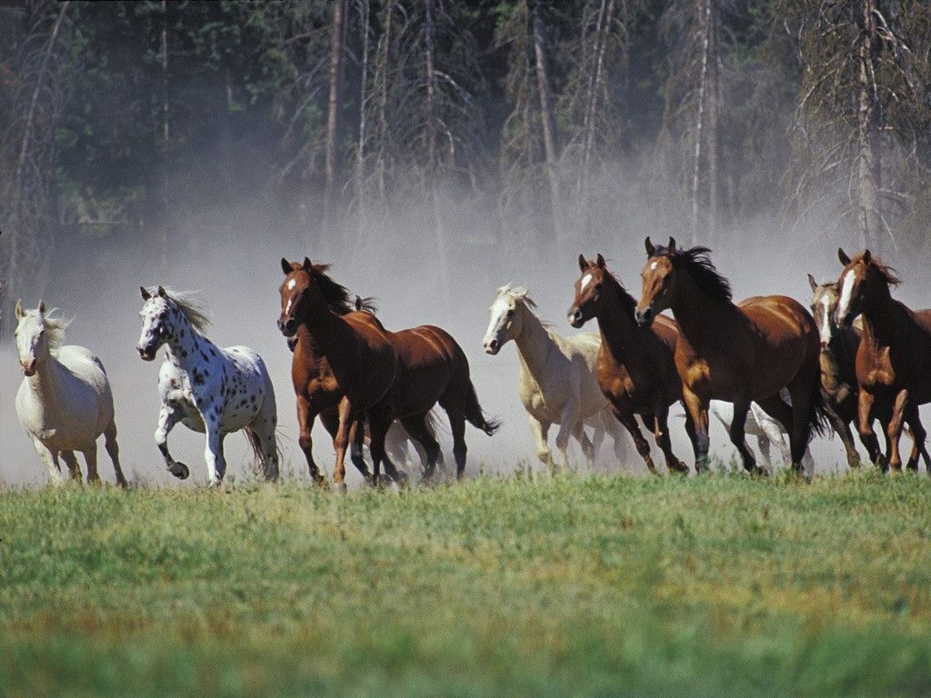 Fondo de pantalla de Running Horses (más de 28 imágenes)