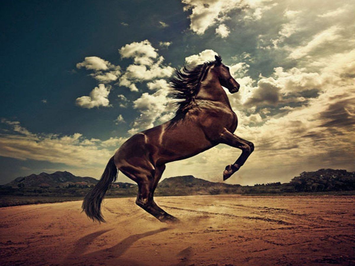 Fondos de caballos HD Fondos de caballos | Beautiful Cool Wallpapers