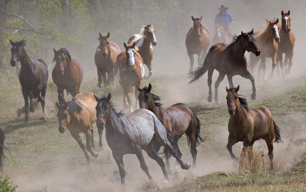 Corriendo caballos fondos de pantalla | Correr caballos fotos gratis