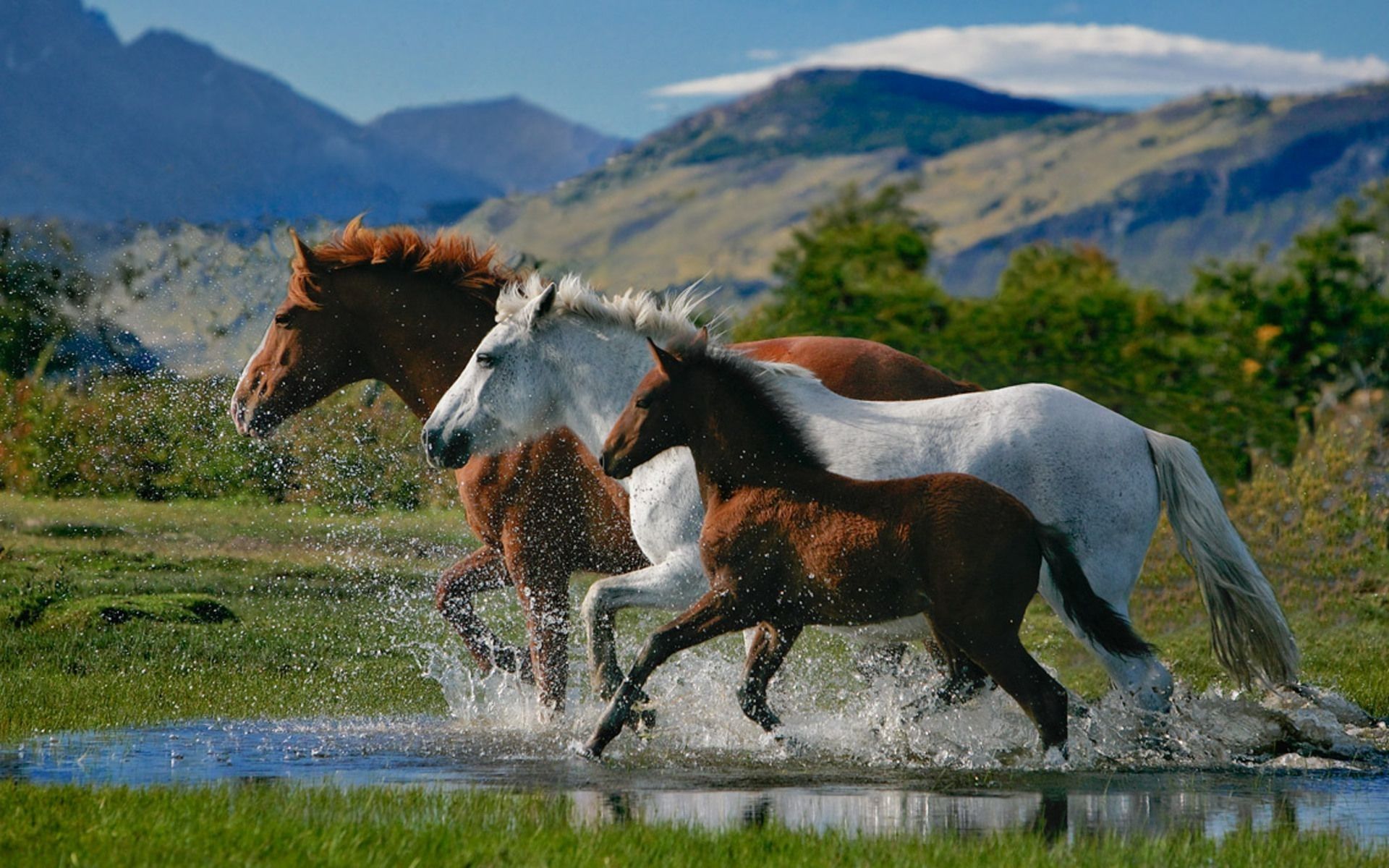 10 nuevos fondos de pantalla de imágenes de caballos hermosos FULL HD 1920 × 1080 para PC