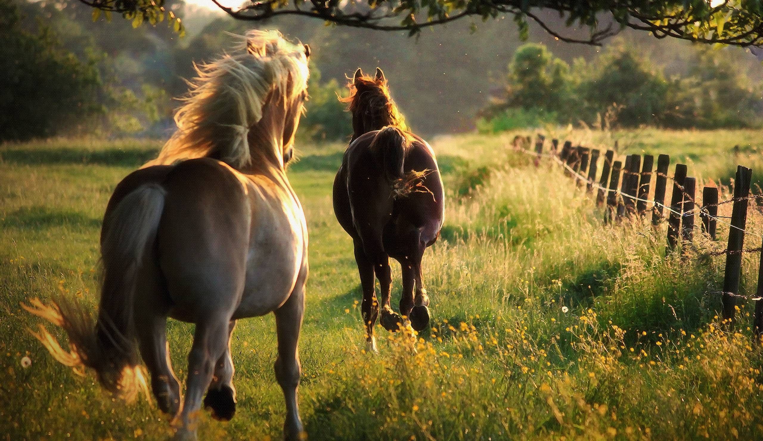 Wild Horses Wallpapers - Los mejores fondos de Wild Horses