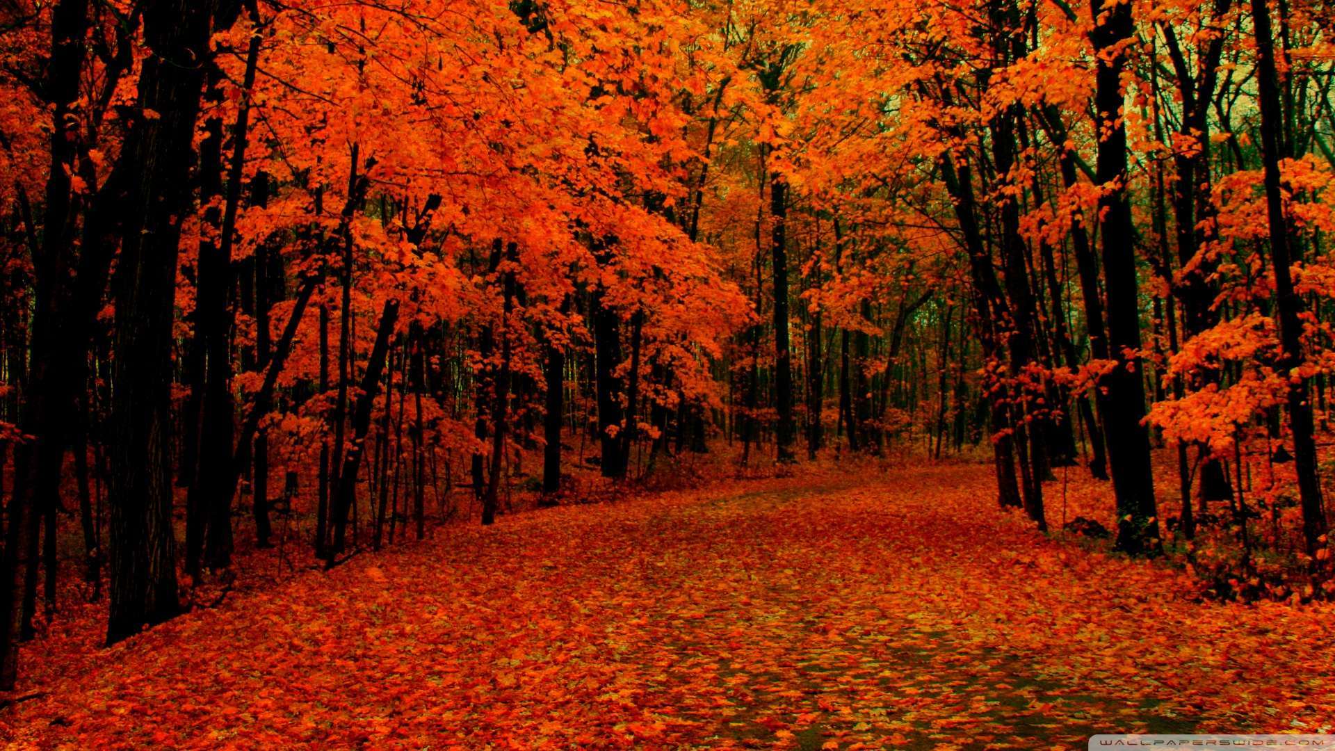 Fall Wallpaper, Descargar imagen de una imagen natural de árbol colorido