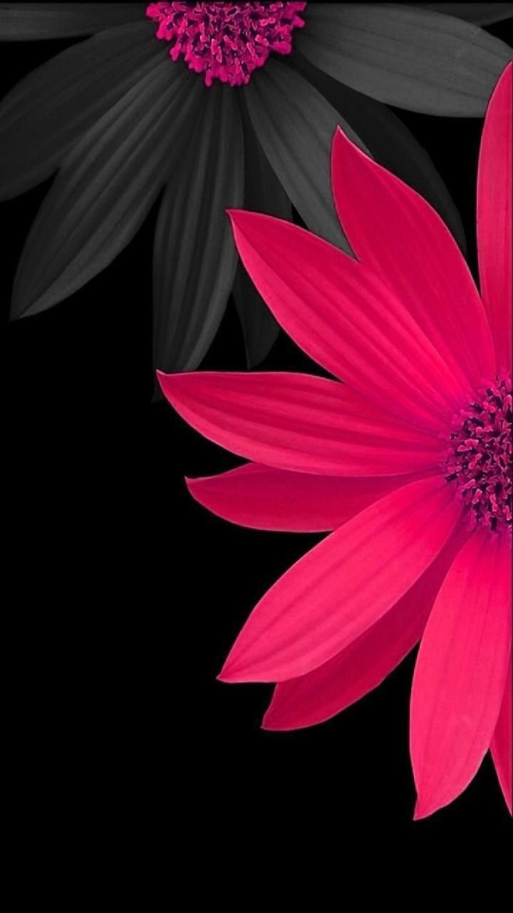 Descargar Pink Flowers Wallpaper por PerfumeVanilla - c5 - Gratis en