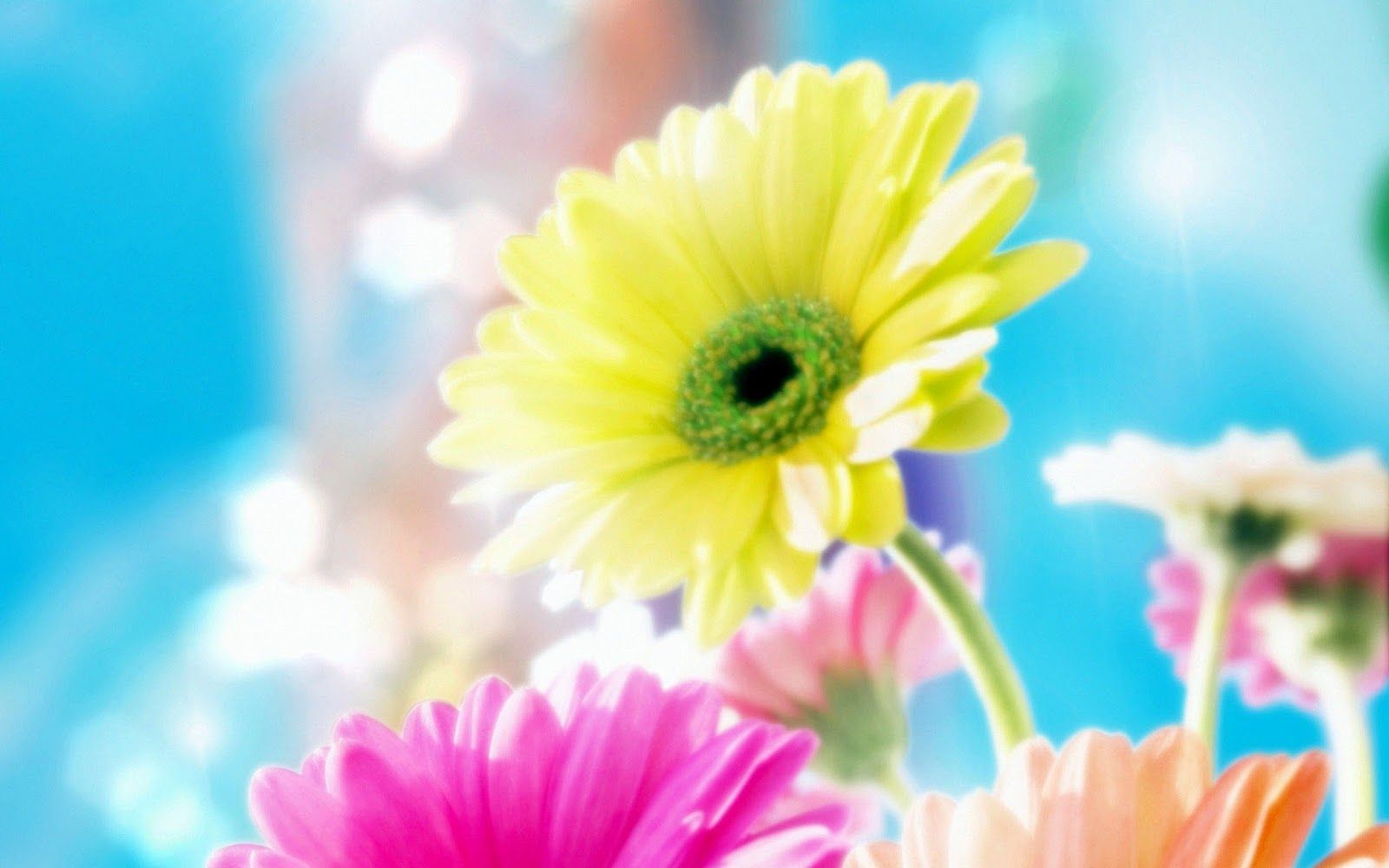 Sweet Flowers Delights: los fondos de pantalla de flores más hermosos