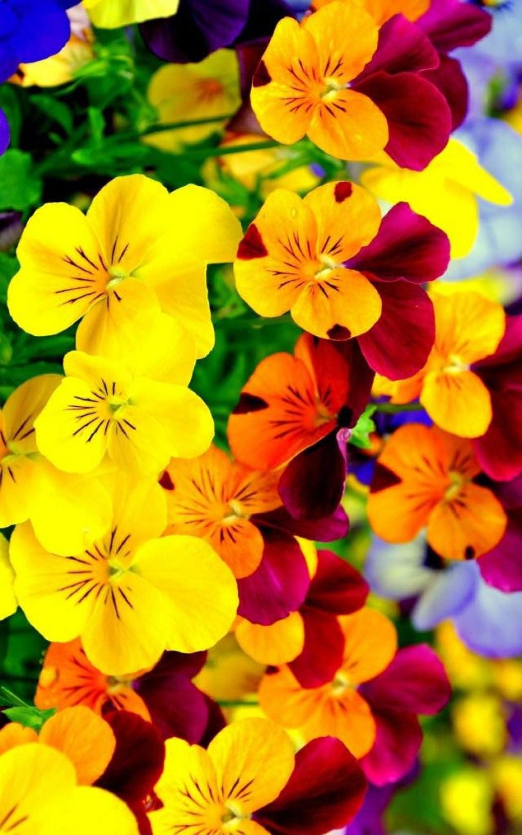 Flores brillantes Fondos de pantalla iPhone | iPhoneWallpapers | Iphone