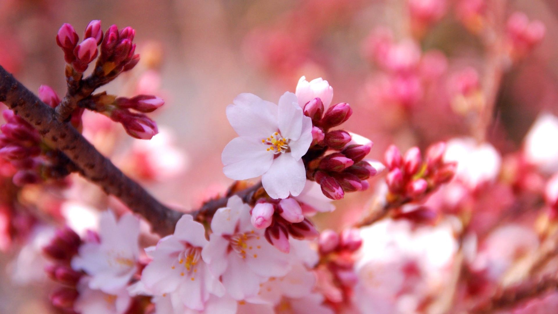 24 fondos de pantalla de sakura flower para escritorio - WallpaperBoat