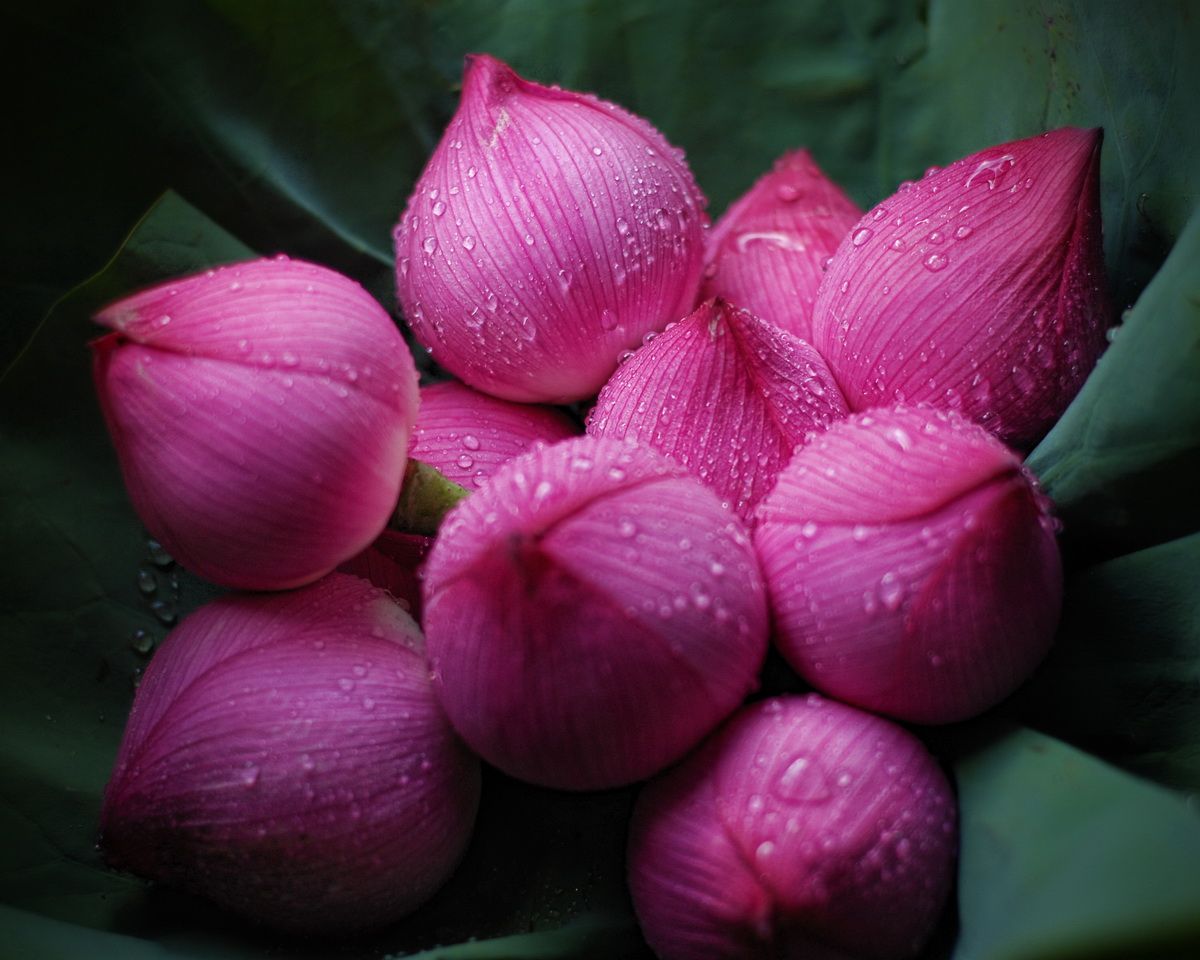 Archivo: Rain-Drops-on-Lotus-Flowers-Wallpapers-HD-Pictures.jpg