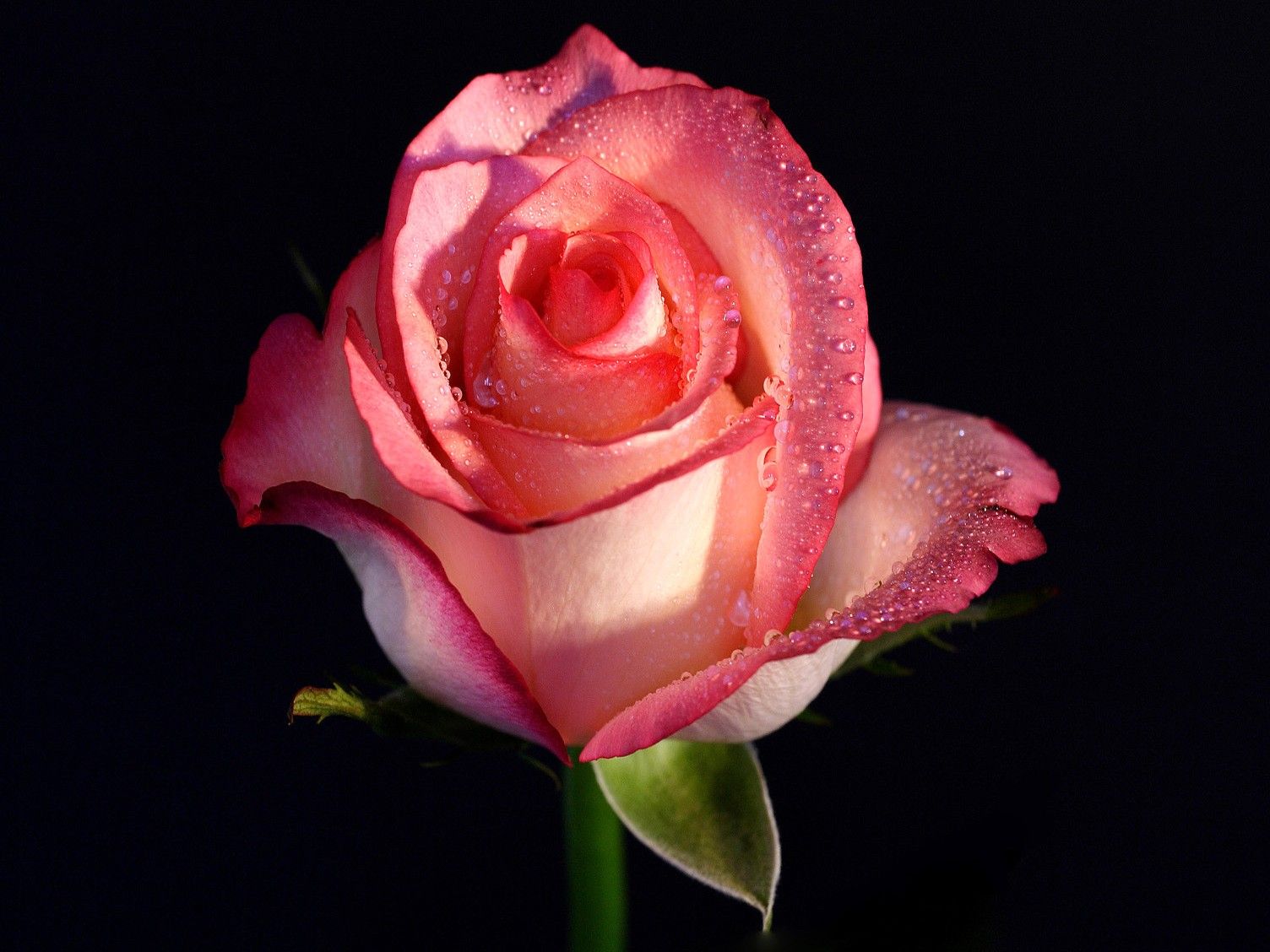 Rosa, rosa, fondos de flores, imágenes de la naturaleza, plantas, flores HD