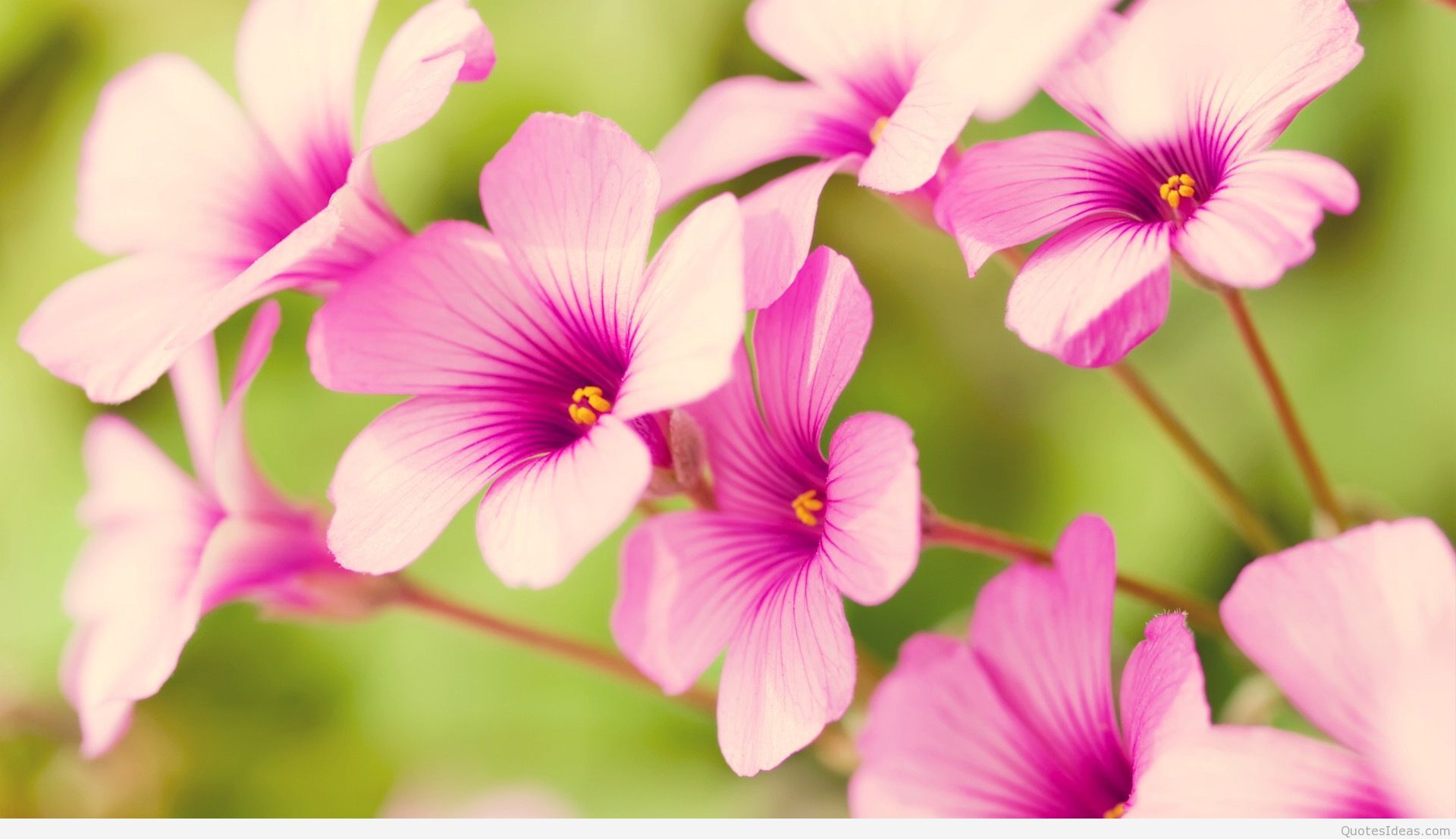 Flores de primavera fondos de pantalla de alta definición