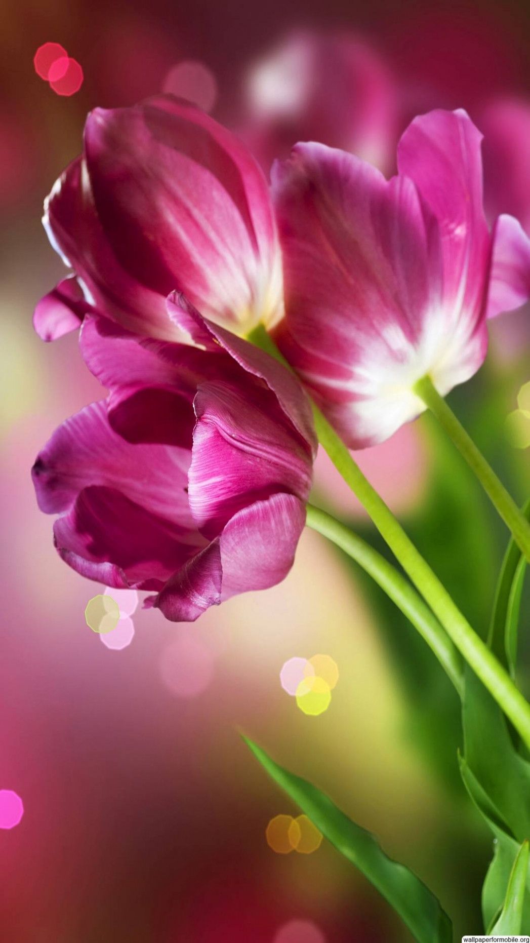 Imágenes de hermosas flores Fondos de pantalla - (68+) Fondos de grupo