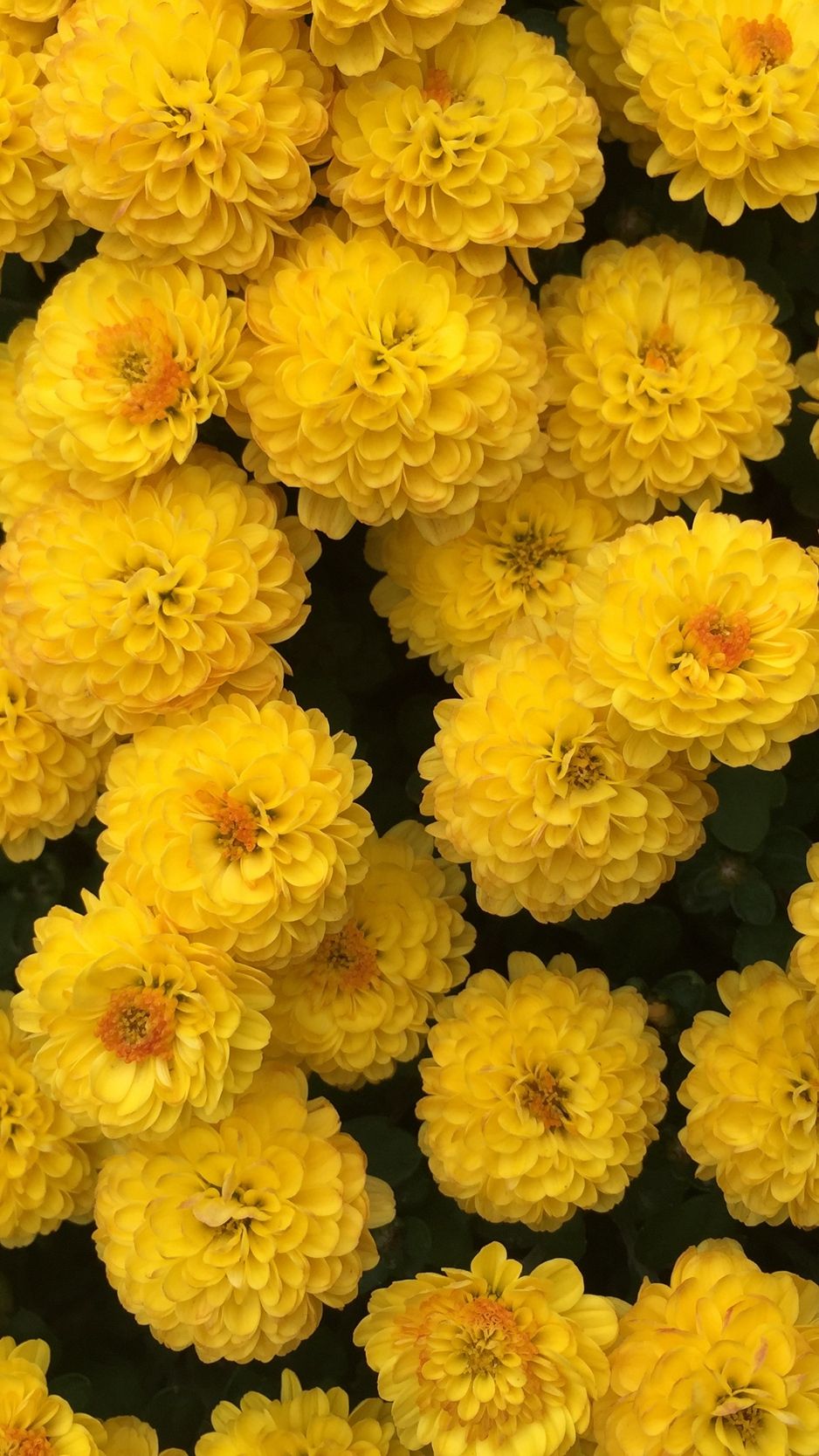 Descargar fondo de pantalla 938x1668 crisantemo, flores, amarillo iphone 8