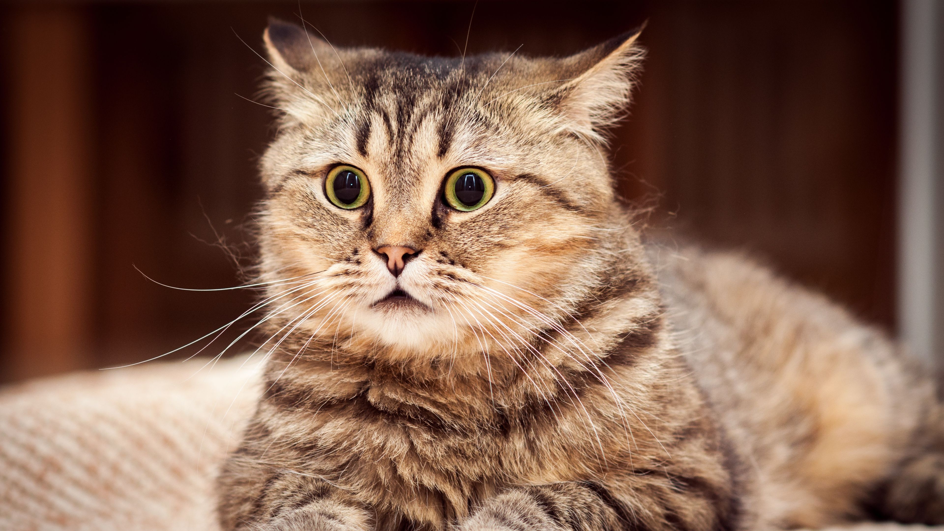 Más de 70 fondos de pantalla de Shocked Cat: descarga