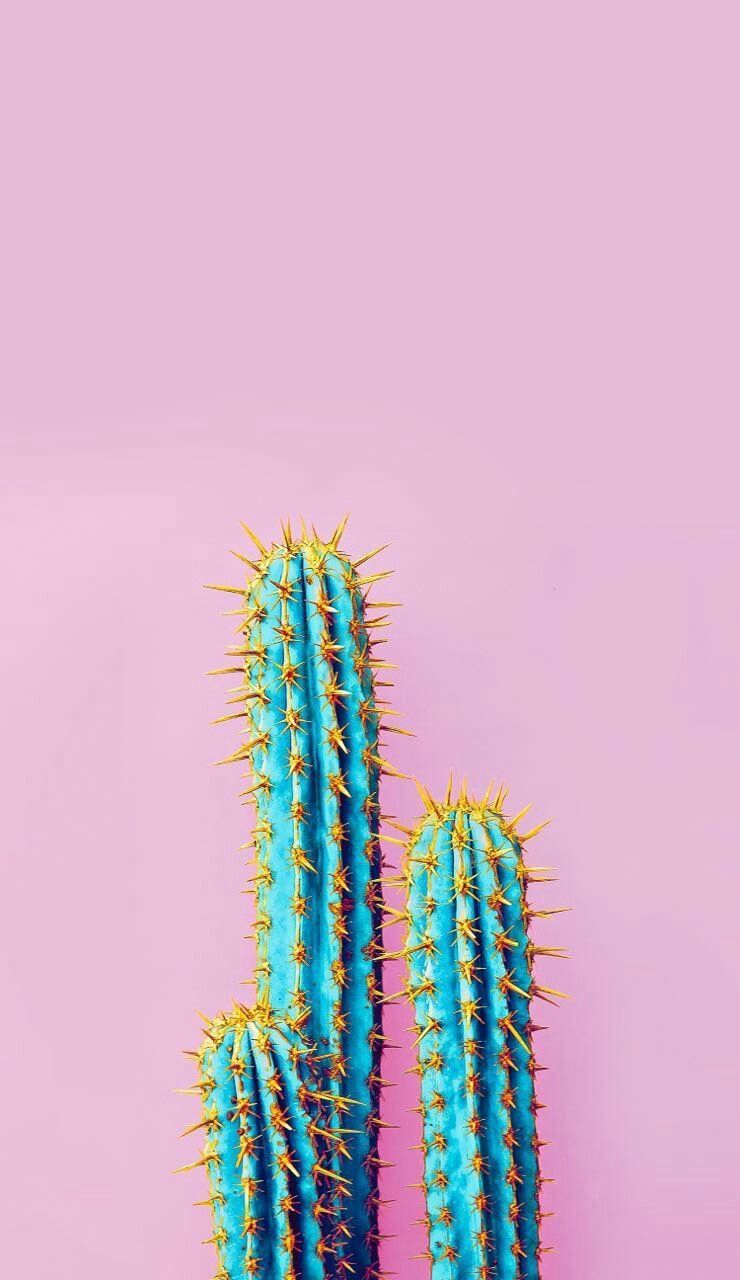 iPhone Fondos de pantalla: Cactus iPhone Fondos de pantalla | Vistas en 2019 | Naturaleza