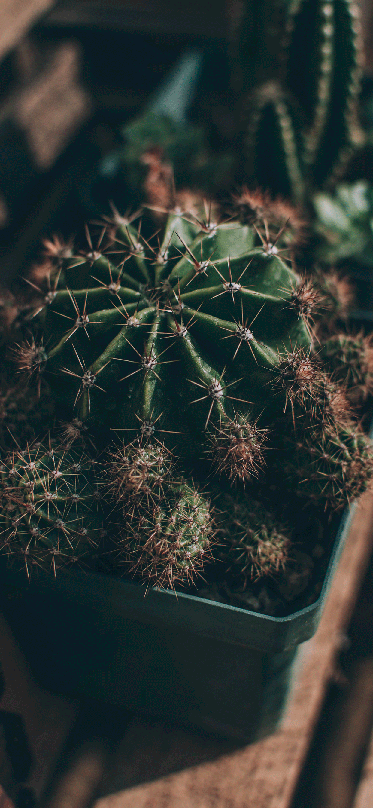 Fondos de pantalla de cactus - FondosMil