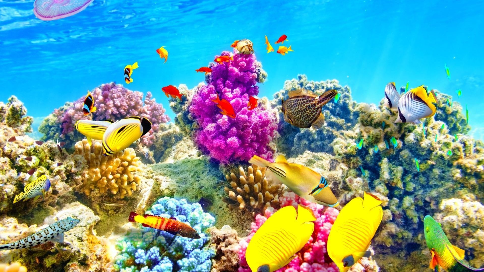 Más de 55 fondos de pantalla de Ocean Underwater Fish - Descarga