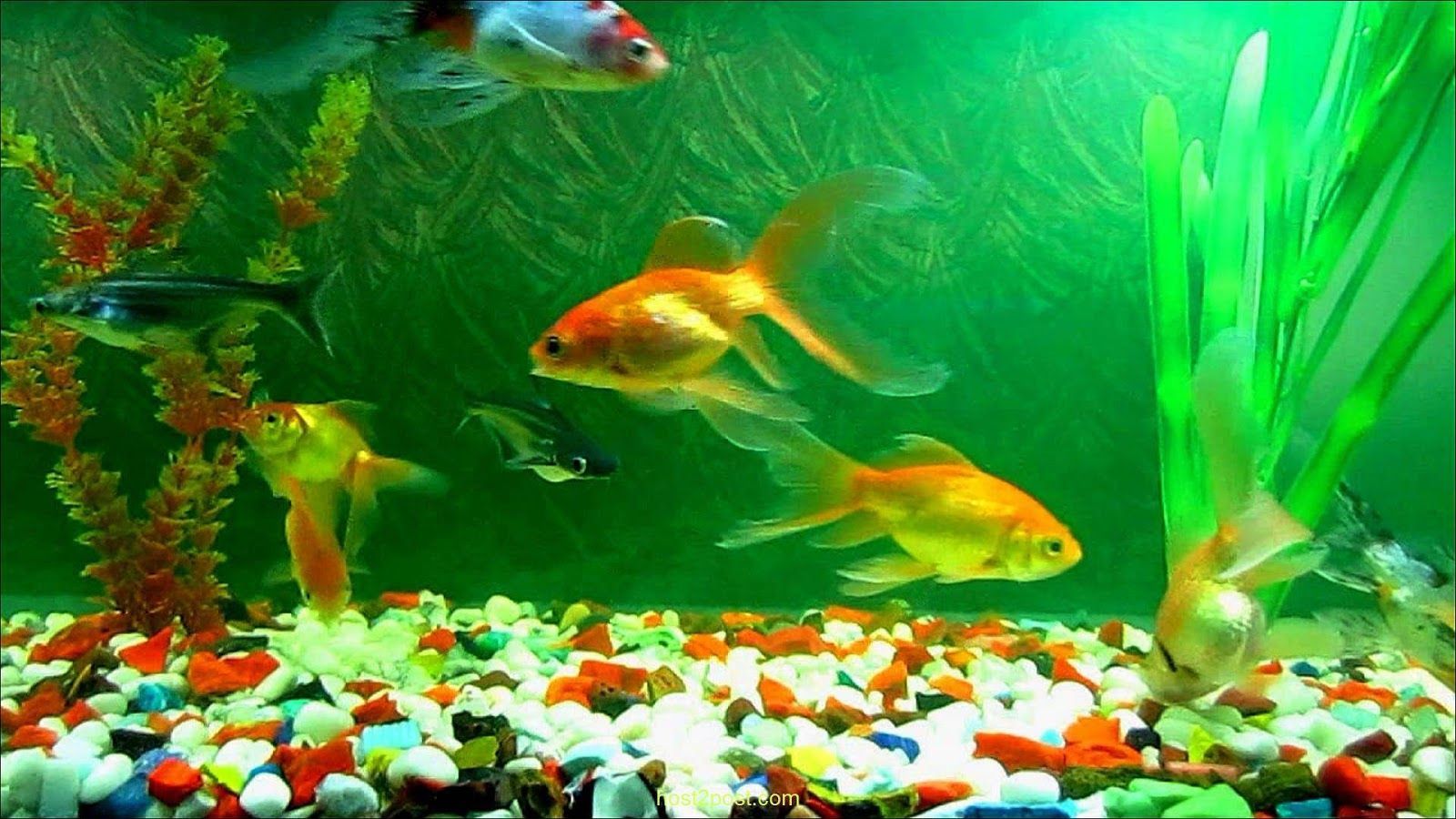Palabras clave Golden Fish Wallpaper d y Etiquetas 1600 × 1000 Live fish