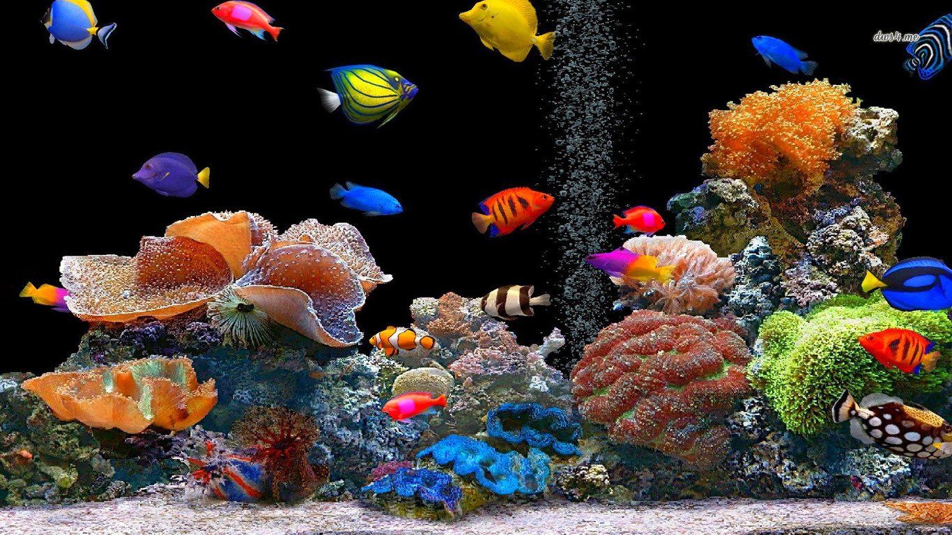 Fish Wallpaper 21 - 1366 X 768 | stmed.net