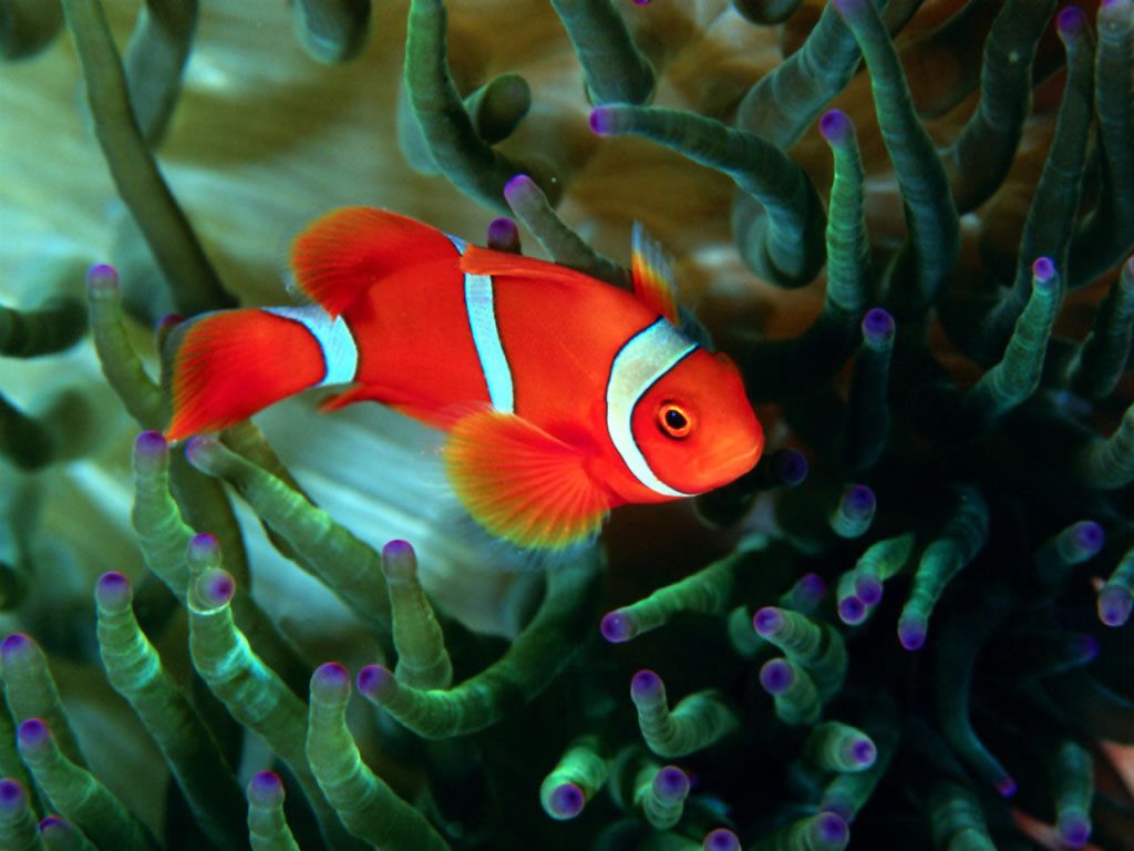 Animales - Fondos de peces Ocean Reef - 0.3 Fondos de pantalla 1024x768