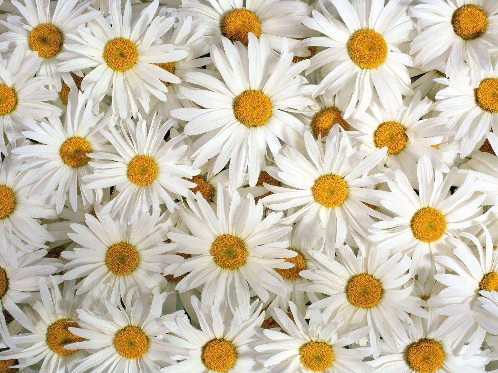 Daisy Flower Wallpapers - Wallpaper Cueva