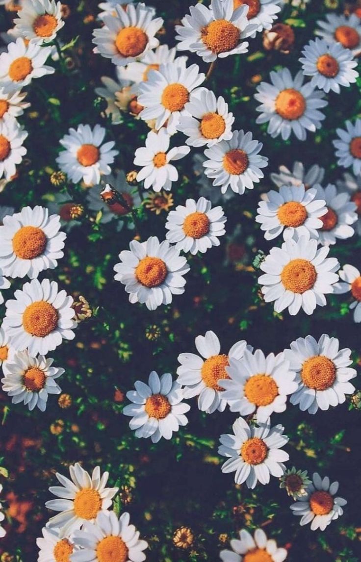 margaritas blancas #flores | {flores y florales} en 2019 | Girasol