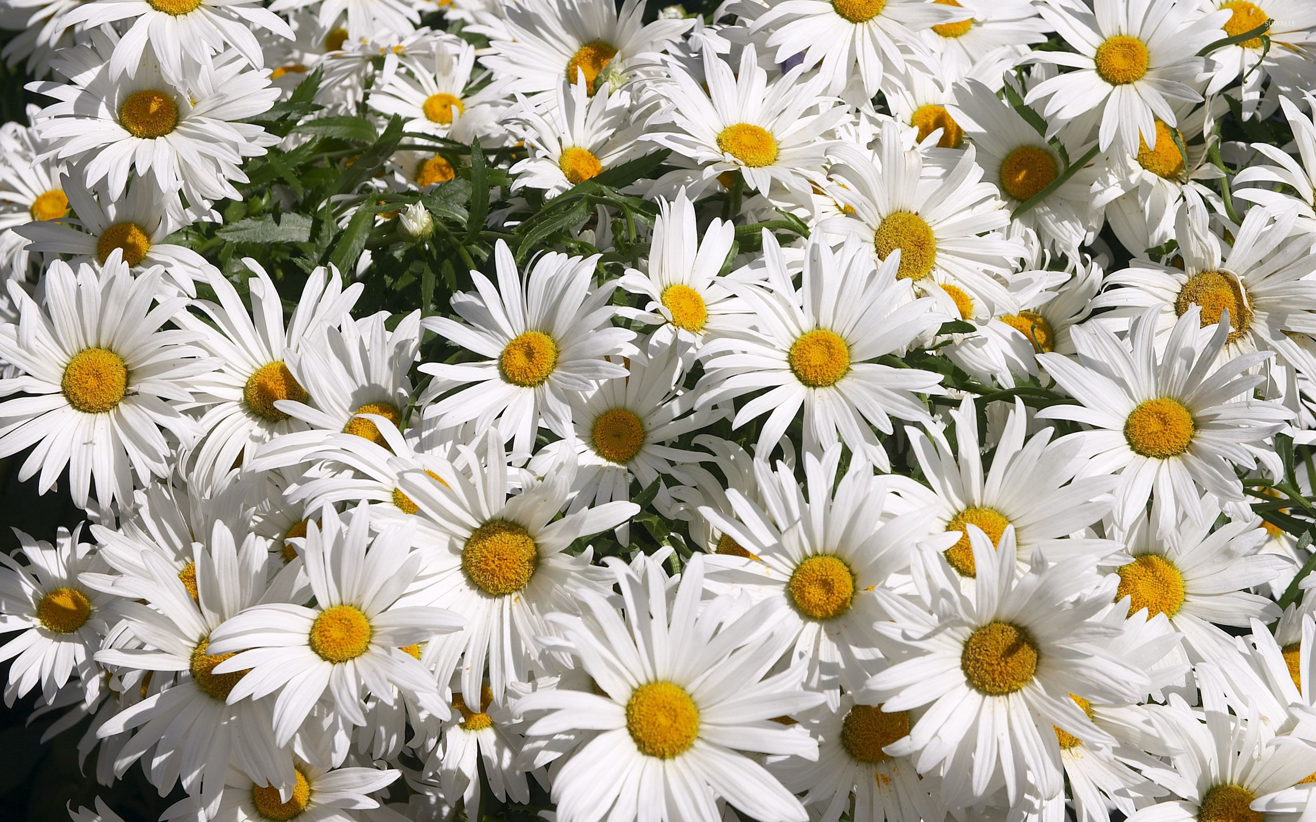 Daisy wallpaper - Fondos de flores - # 5291