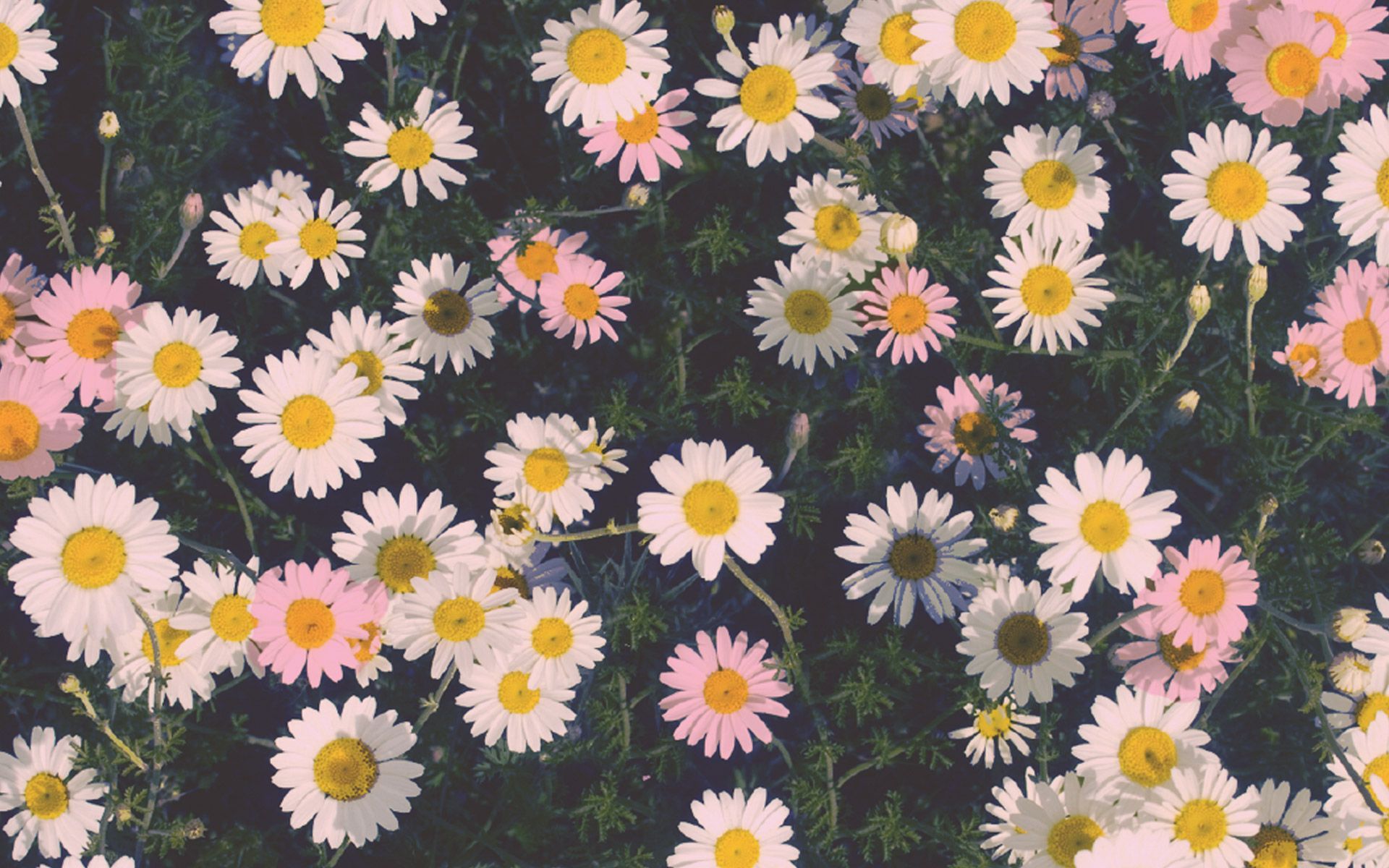 Daisy Flowers Tumblr Wallpaper Gratis # o2t | fondo de pantalla en 2019