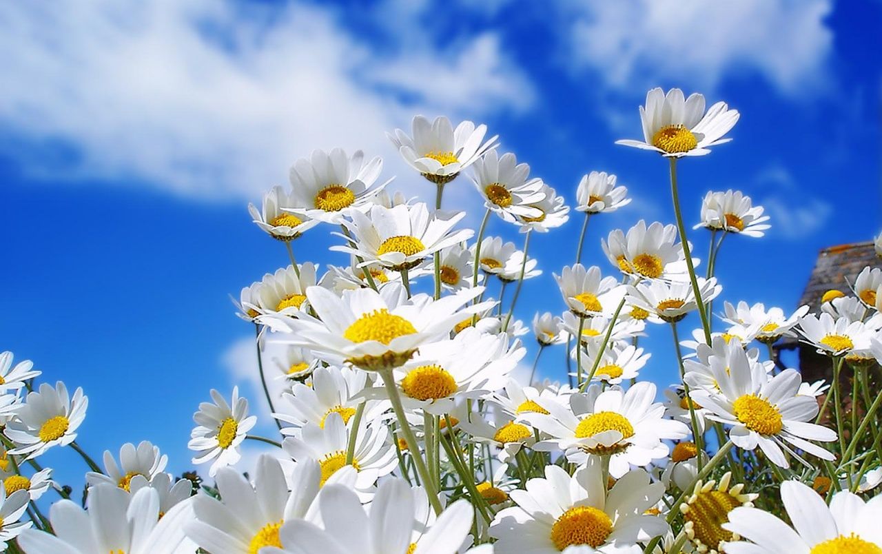 Spring Daisy fondos de pantalla | Margarita de primavera fotos gratis