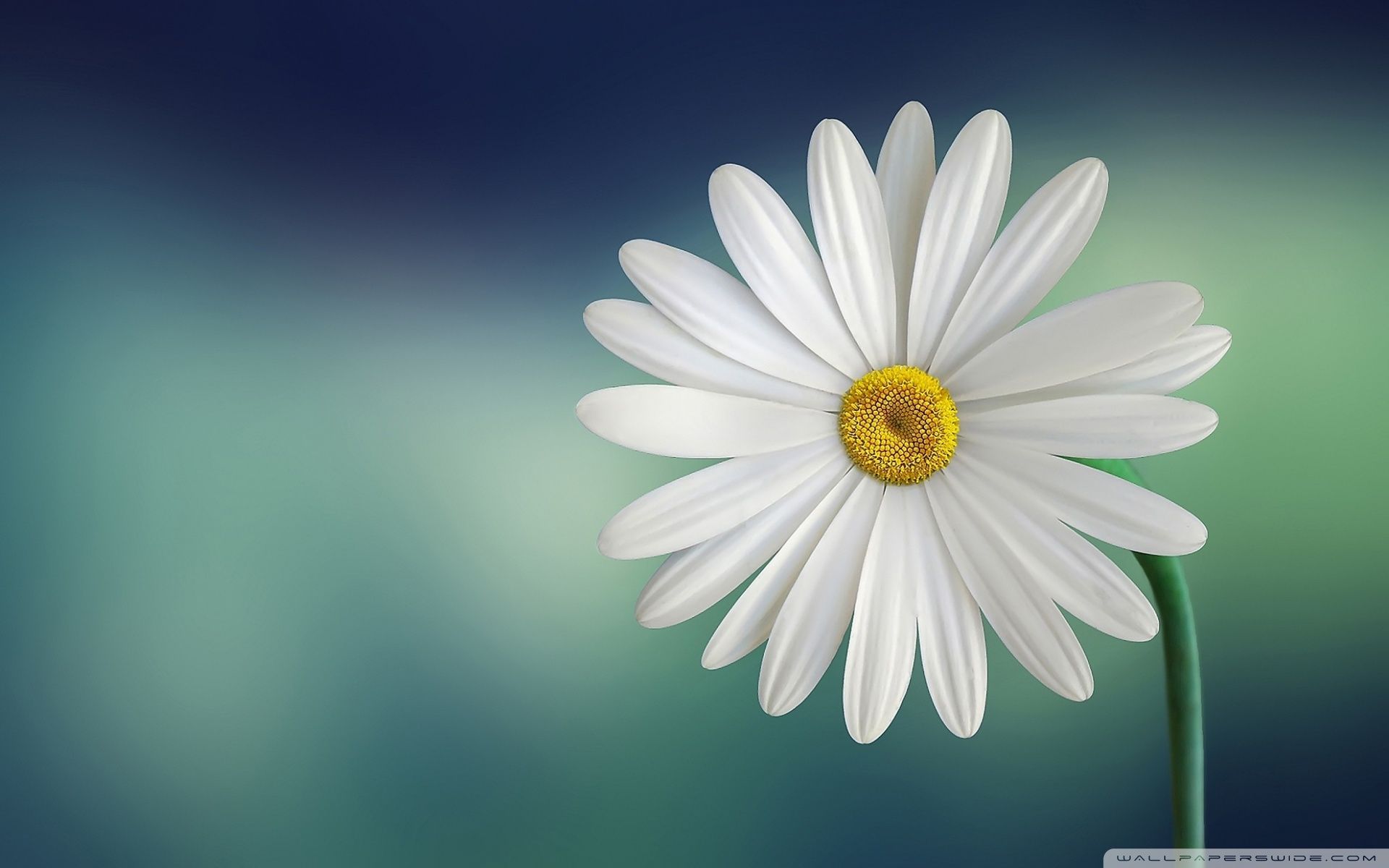 Marguerite Daisy Flower ❤ Fondo de escritorio 4K HD para 4K Ultra HD