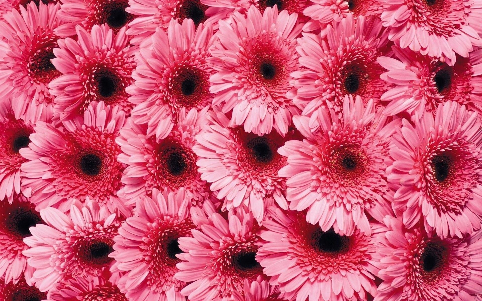Pink Daisy Wallpapers (47+ imágenes de fondo)