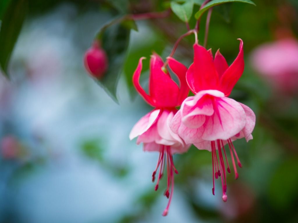 Fuchsia Flowers Wallpapers HD Pictures - One HD Wallpaper Pictures