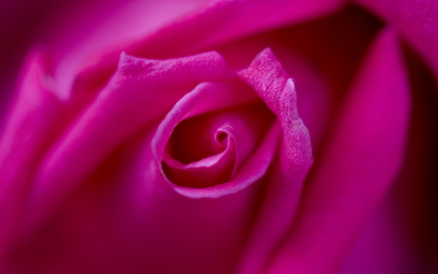 Fuchsia Rose fondo de pantalla panorámica | Wide-Wallpapers.NET