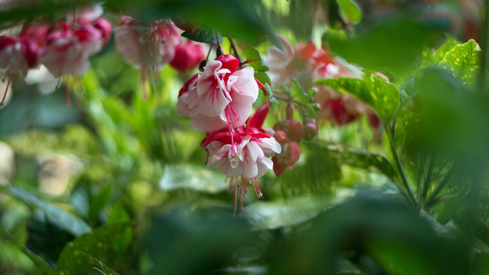 Flores: Hojas de primavera Naturaleza Belleza Fucsia Flores blancas Rosa