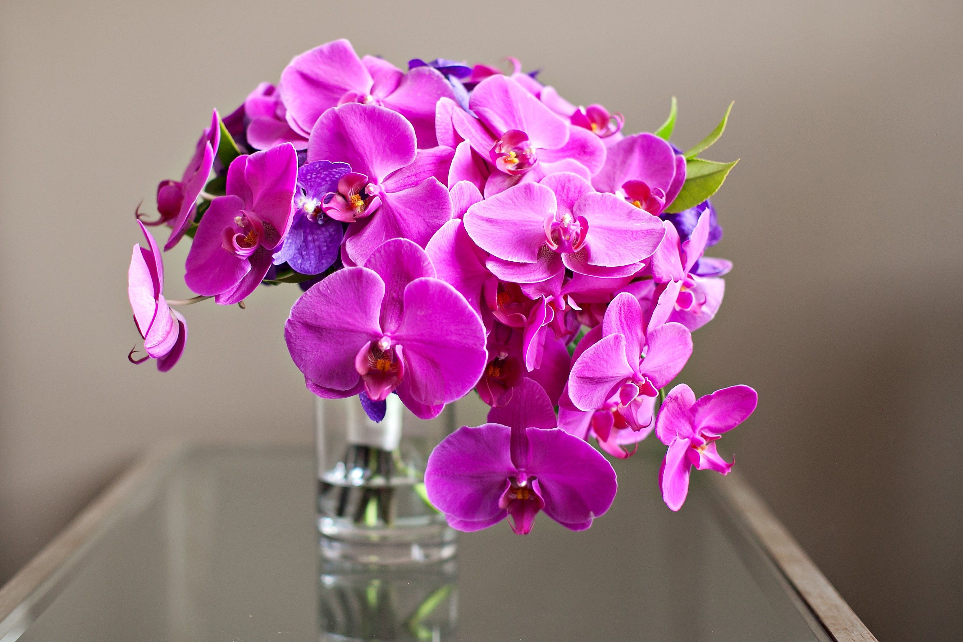Orquídeas Elegante Ramo Fucsia Brillante Belleza Flores Frescas