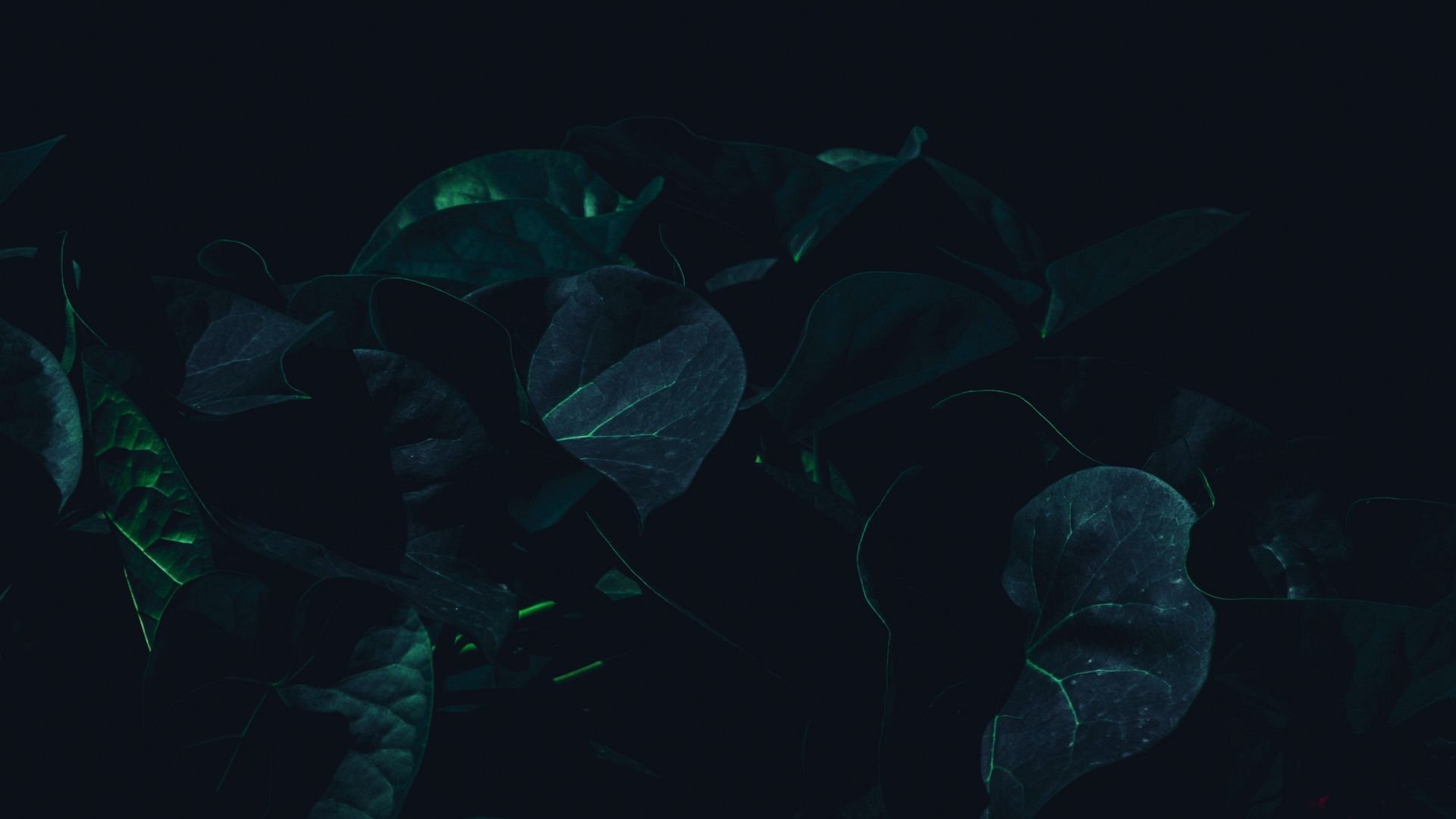 Descargar fondo de pantalla 1920x1080 hojas, planta, oscuro, verde, sombra completa
