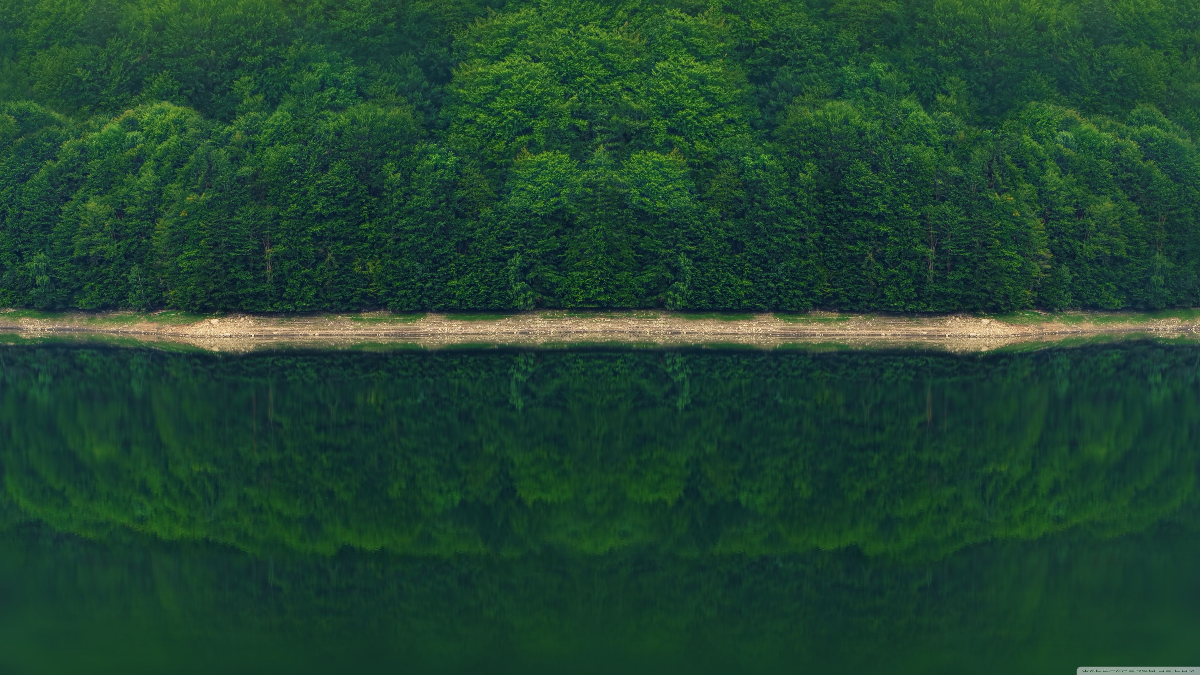 Dark Green Forest by the River ❤ 4K HD fondo de escritorio para 4K