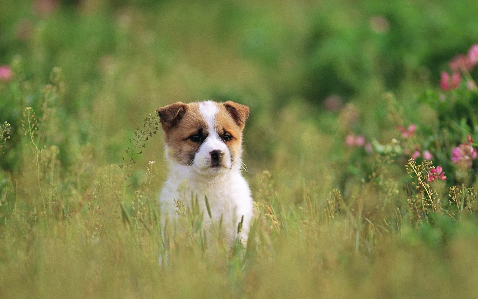 Cute Dogs And Puppies Fondos de pantalla | animales | Perro