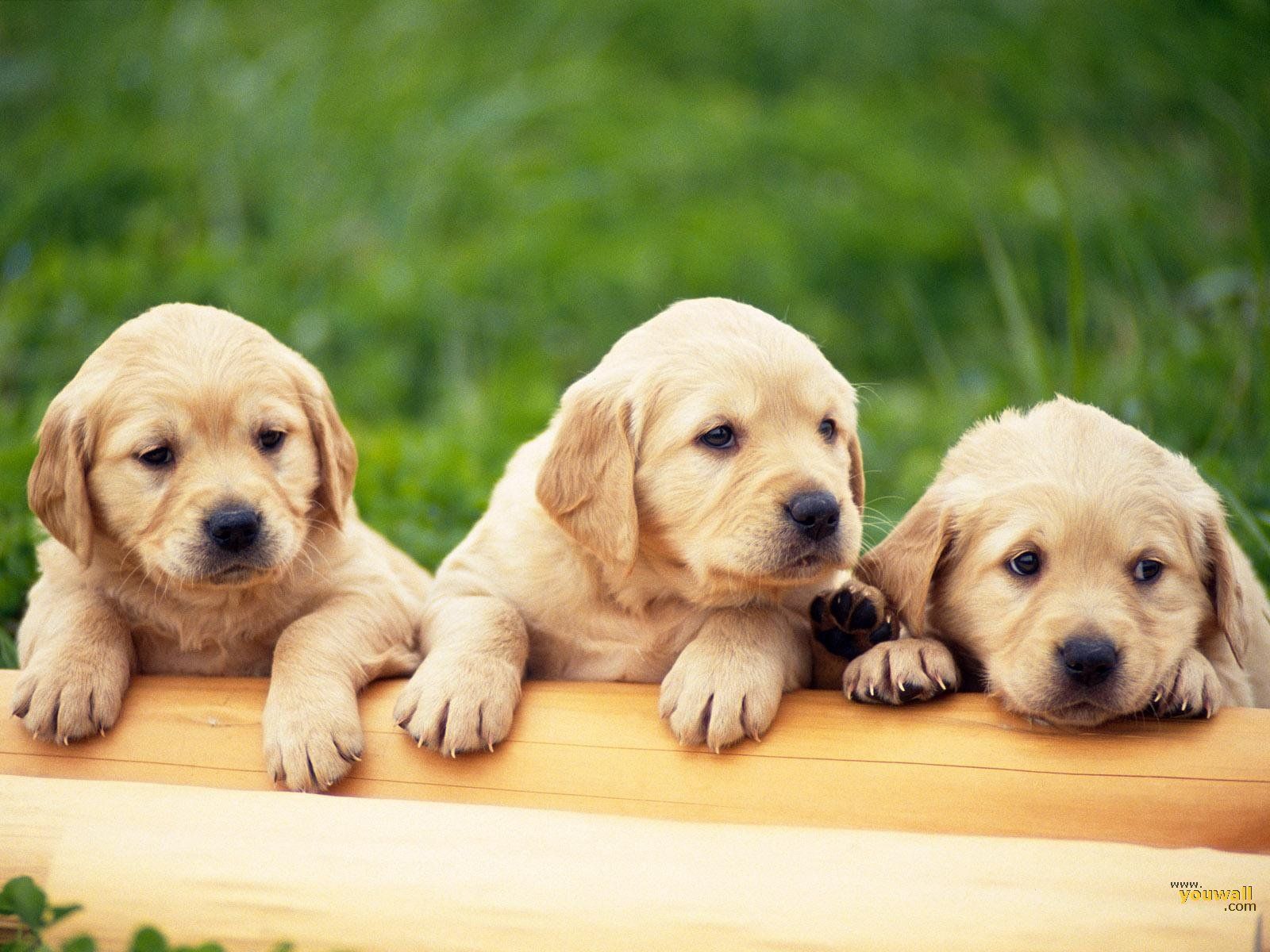 Fondos de perros 3D - Mejores fondos de perros 3D gratis - WallpaperAccess