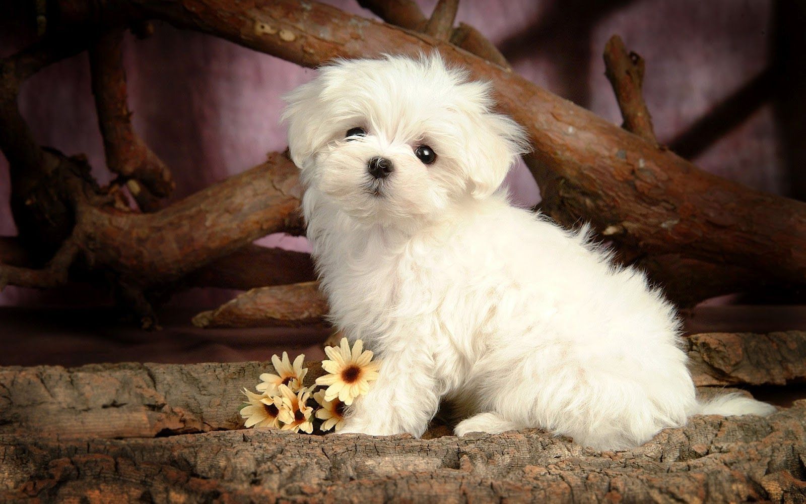 Cute Dog Wallpapers About Doggies 1600x1000