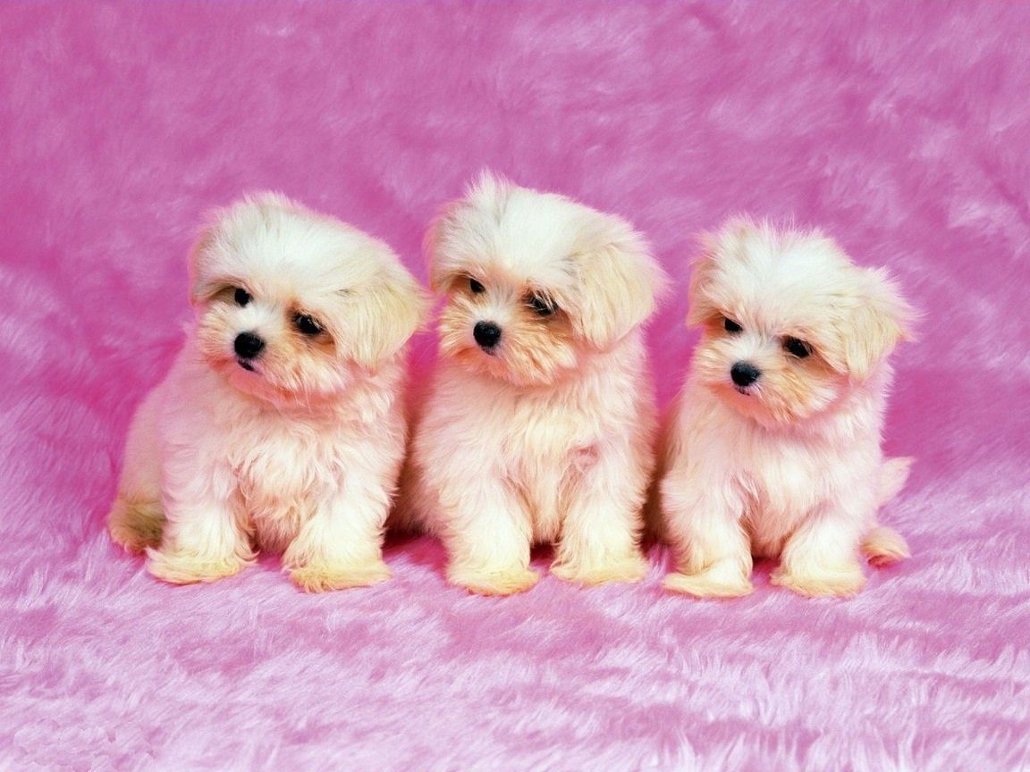 Más de 35 fondos de pantalla de Fluffy Cute Dogs - Descarga