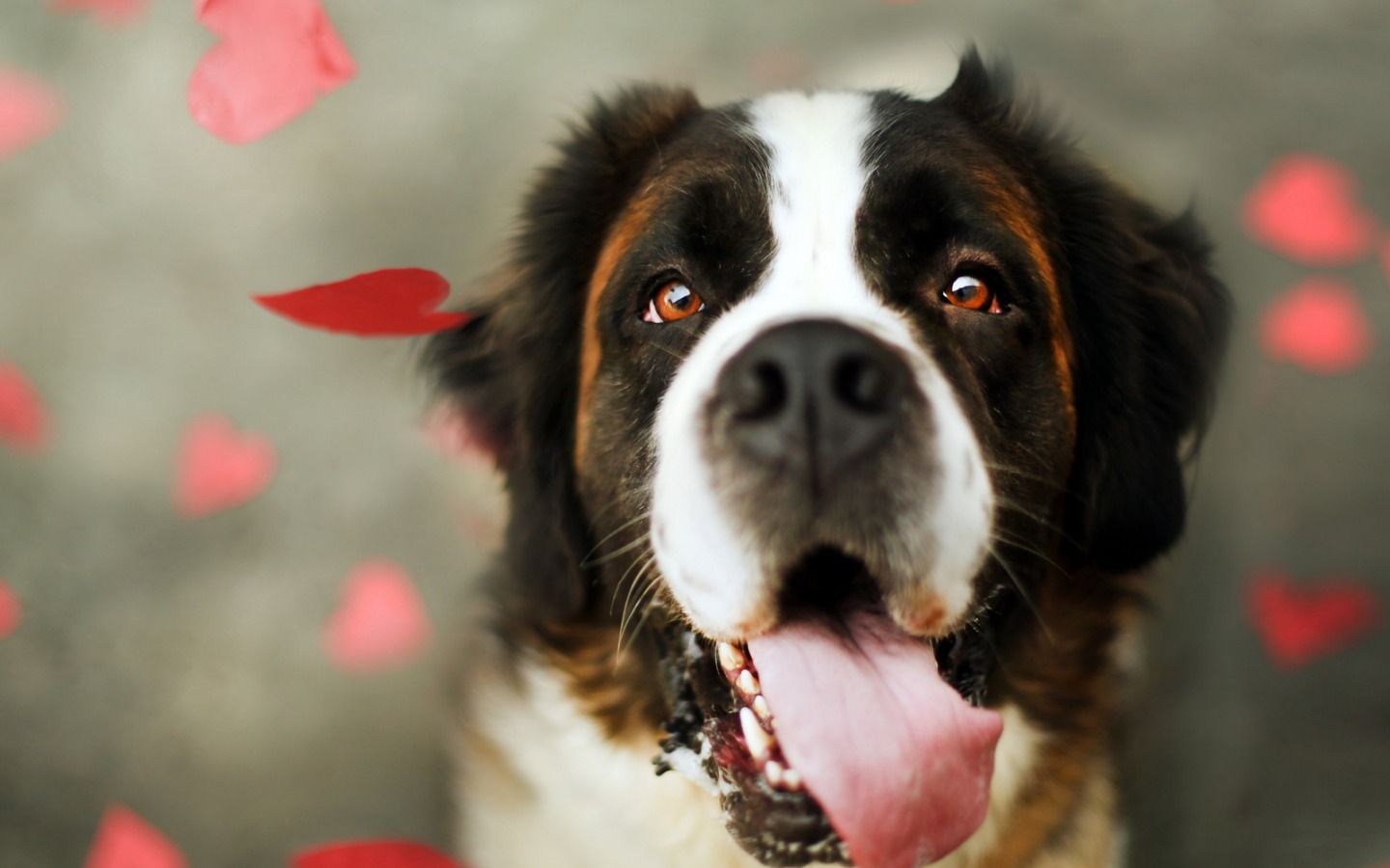 Cute Dog Fondos de pantalla | Acerca de perritos