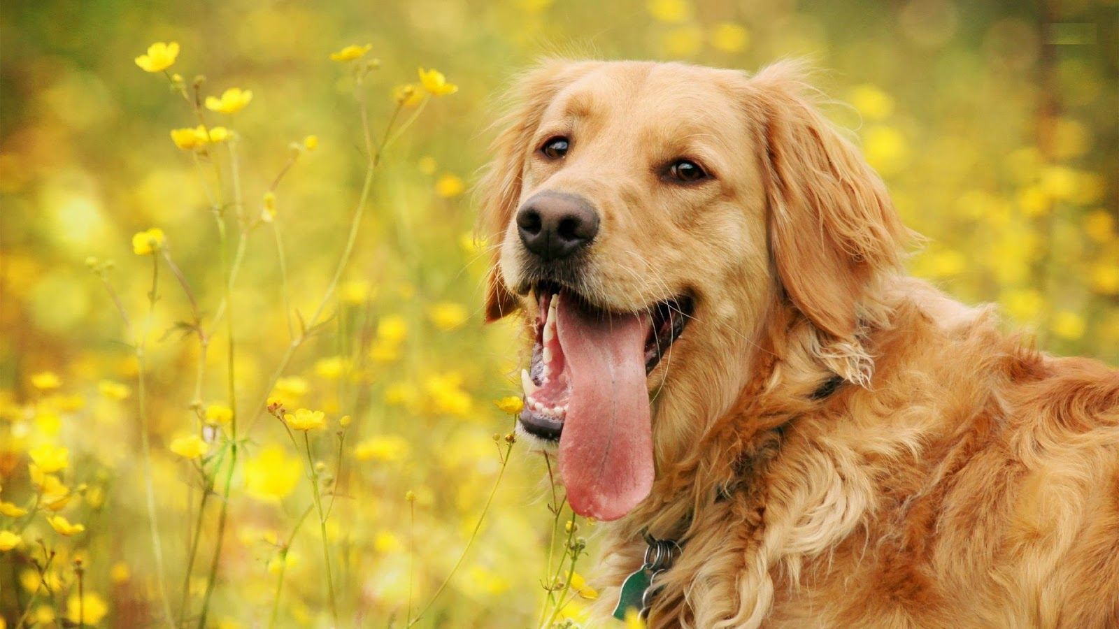 Beautiful 【Dogs】 Fotos y Fondos descarga gratuita