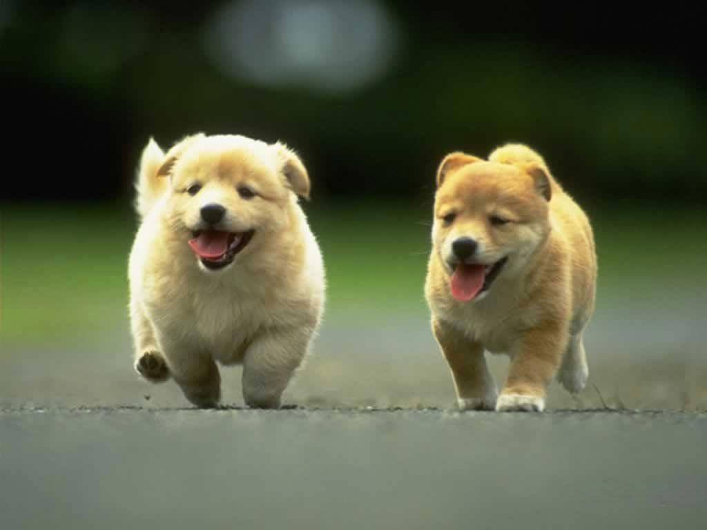 Cute Dog Wallpapers