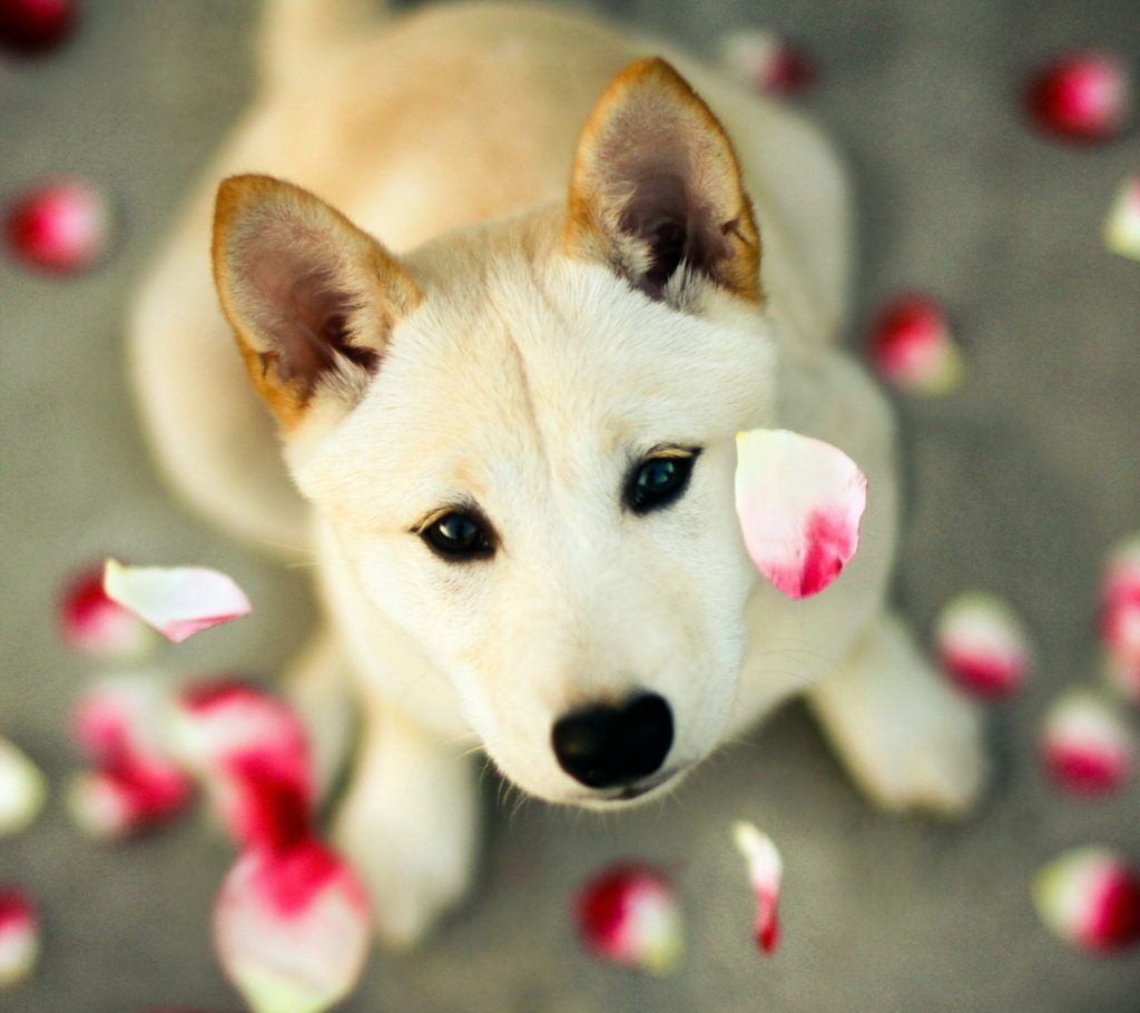 Beautiful 【Dogs】 Fotos y Fondos descarga gratuita