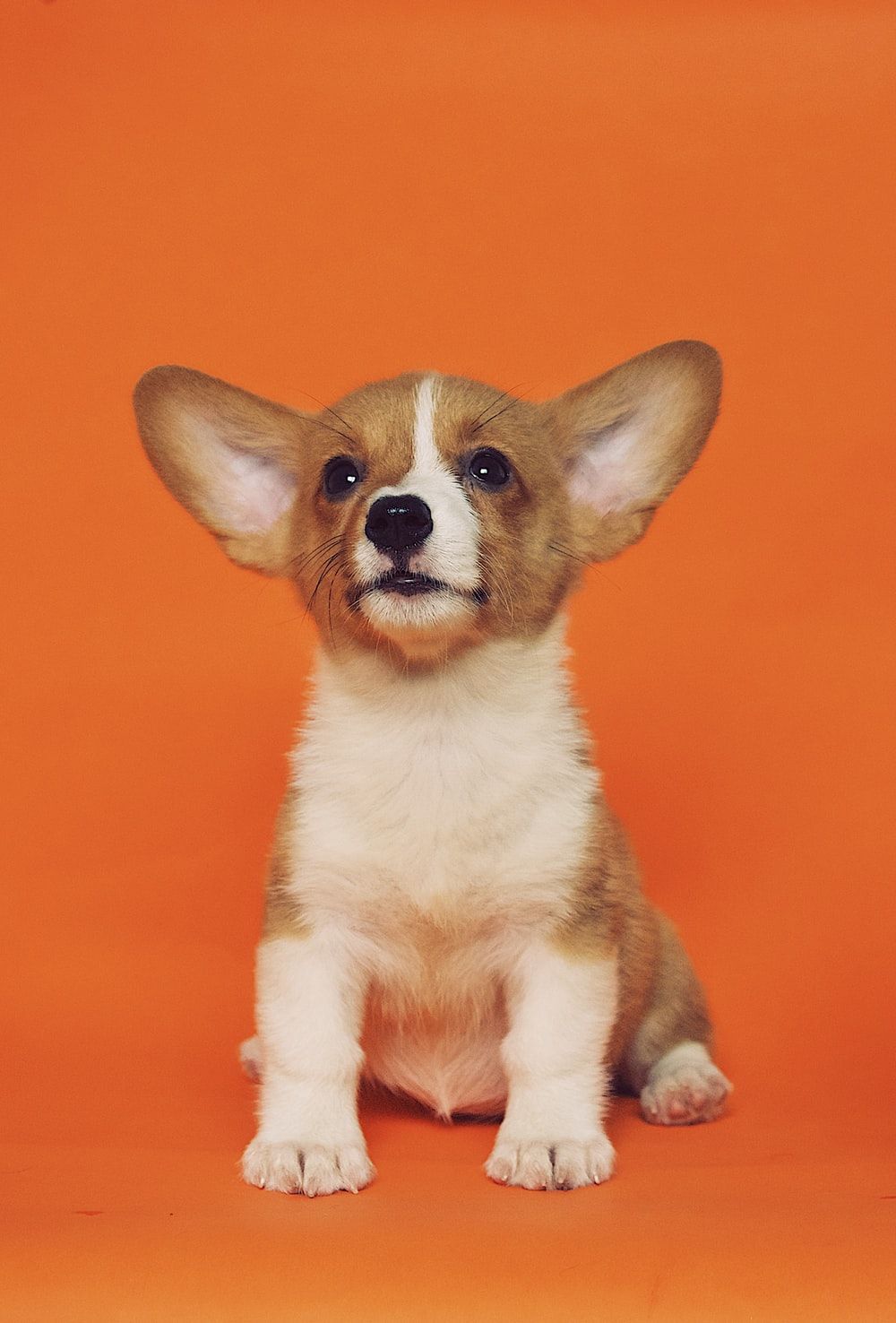 115+ fotos adorables del perrito | Descargar imágenes gratis de cachorros